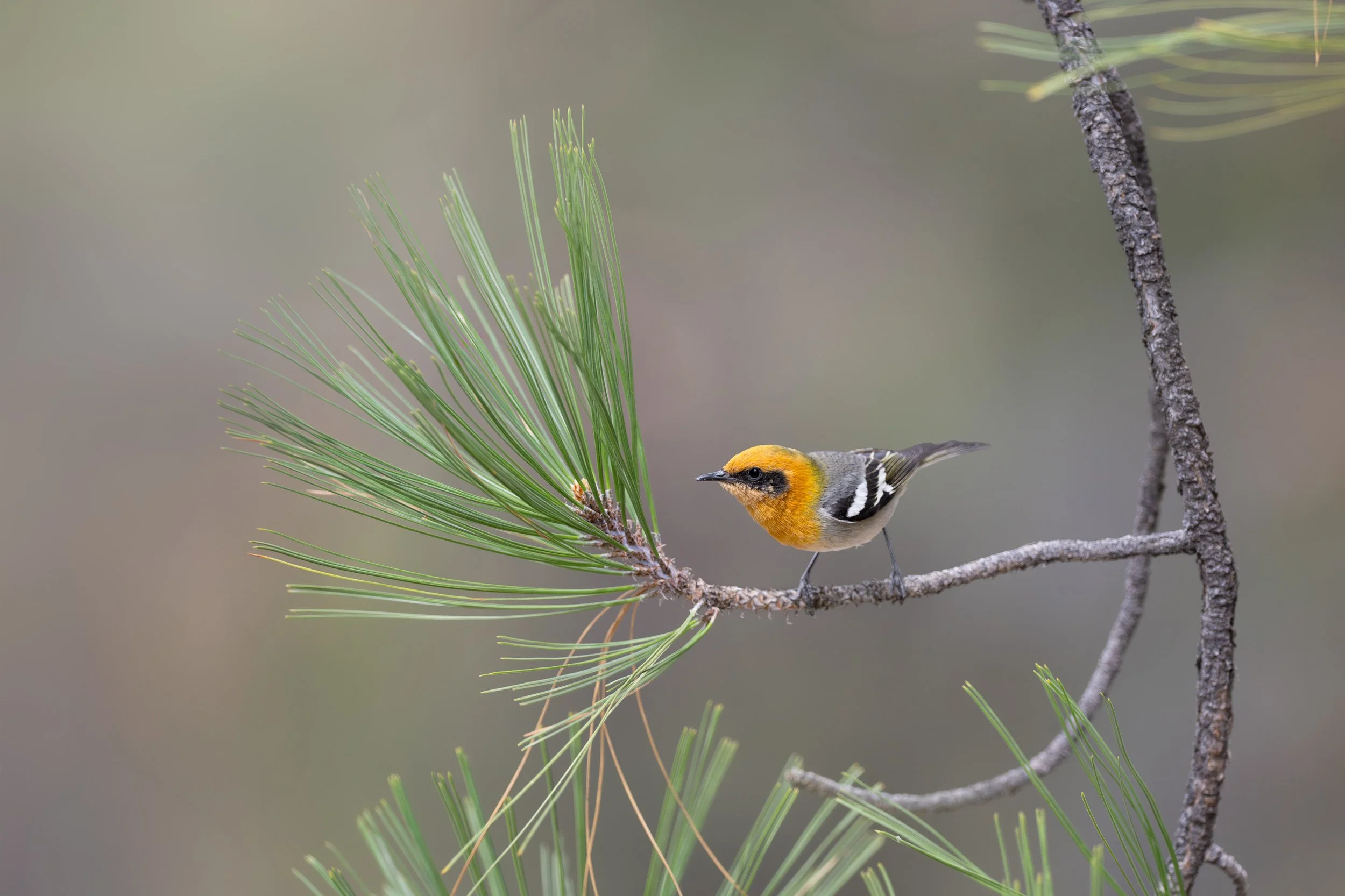olive_warbler_036_0714-Edit.jpg
