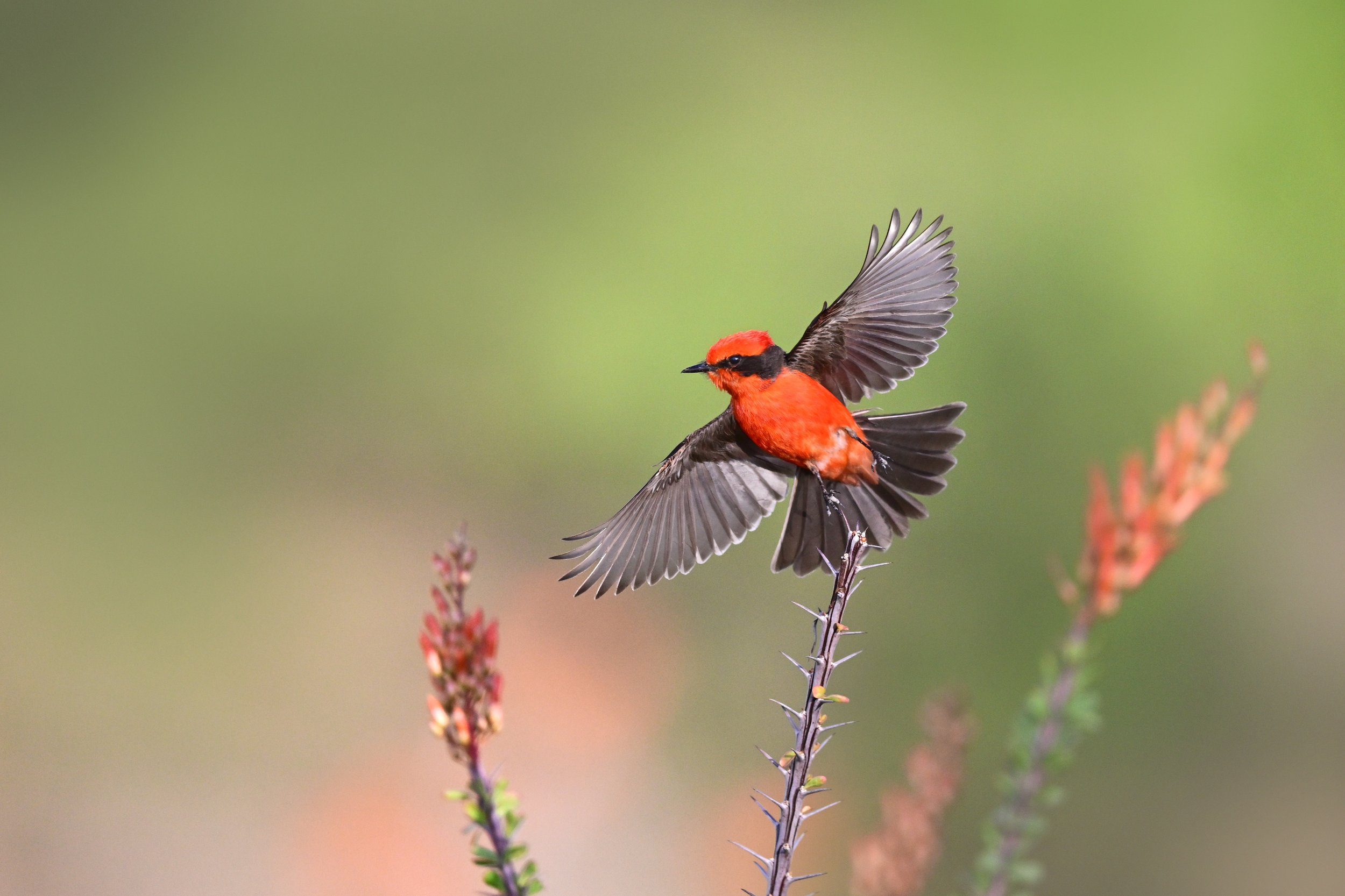 vermilion_flycatcher_035_3559b.jpg