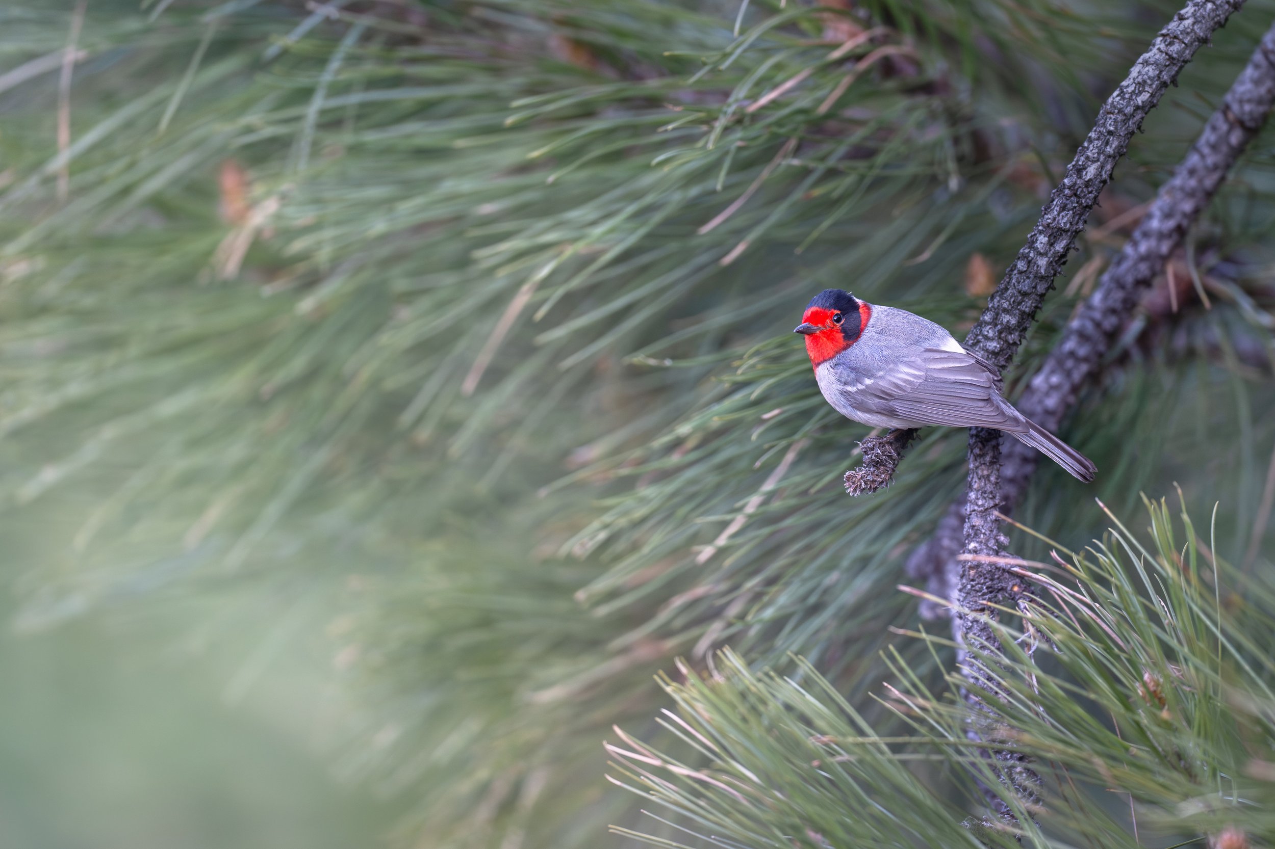 red-faced_warbler_035_6521-Edit.jpg