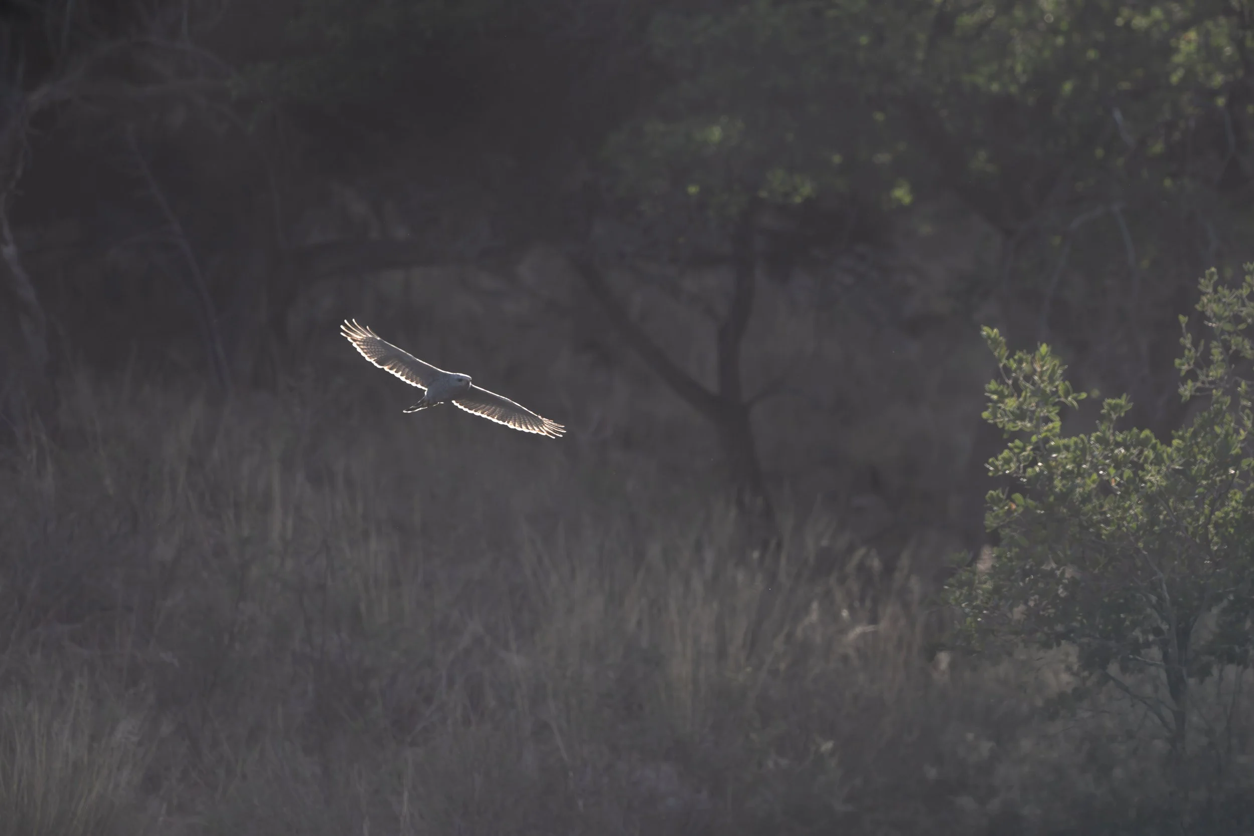 gray_hawk_035_3331-Edit.jpg