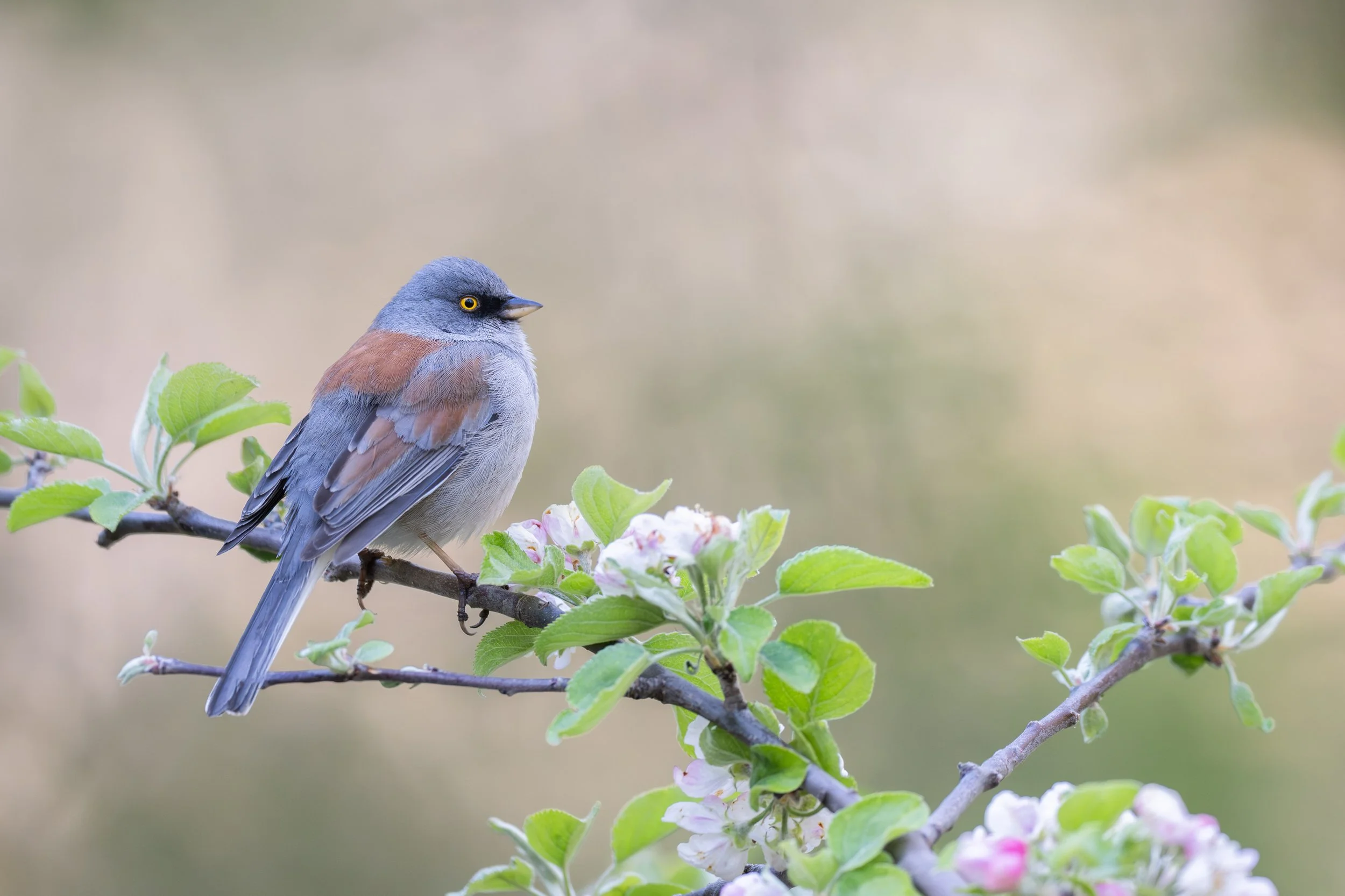 yellow-eyed_junco_035_5544-Edit.jpg