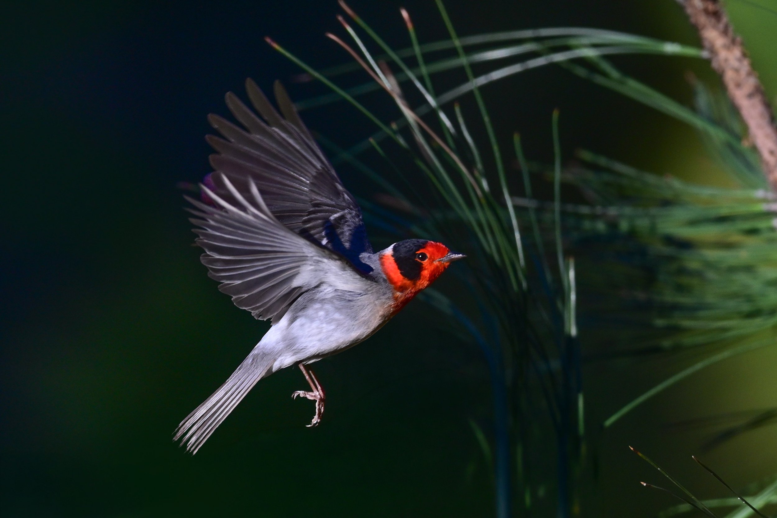 red-faced_warbler_035_7356-2-Edit.jpg