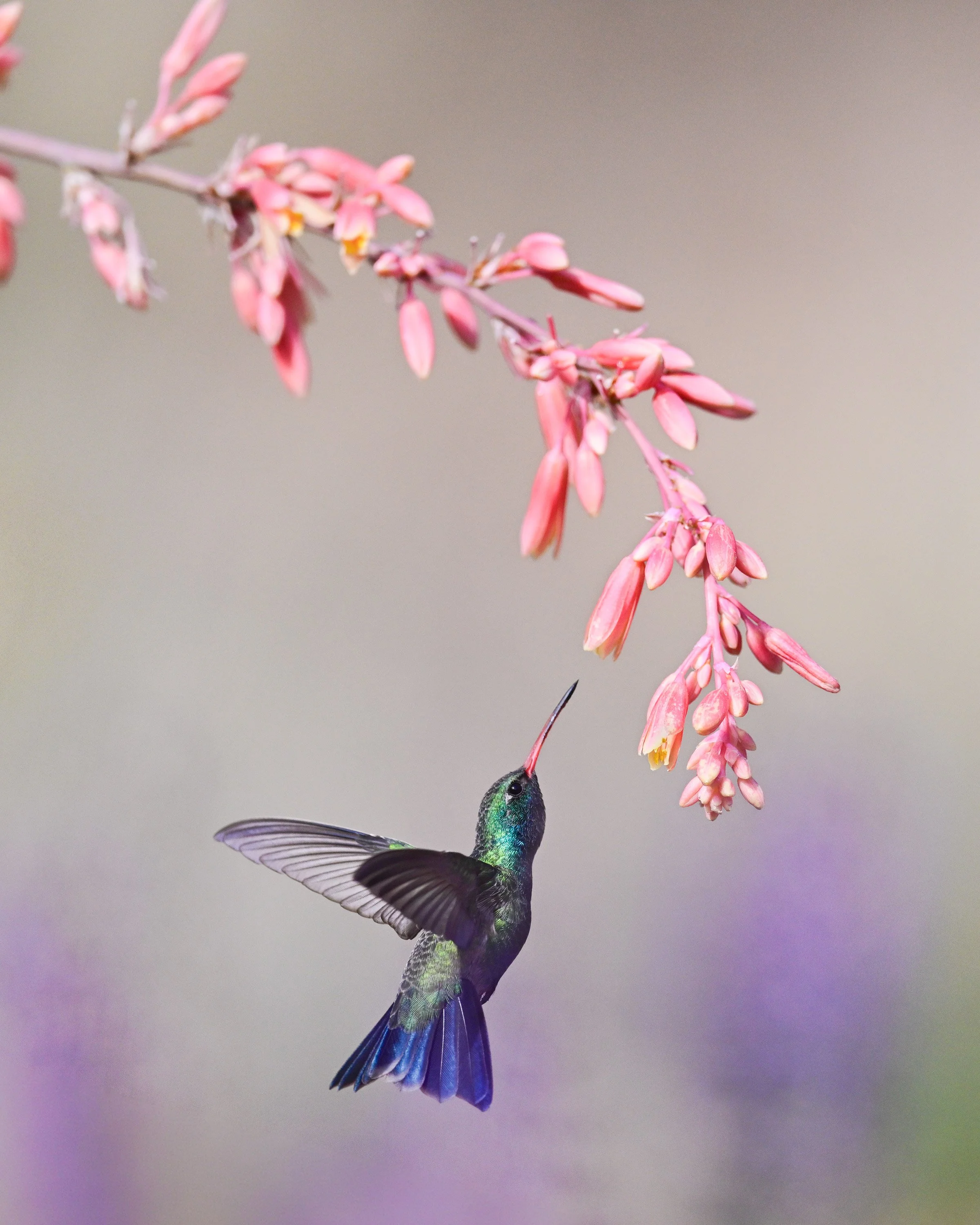 broadbilled_hummingbird_035_3023-Edit.jpg