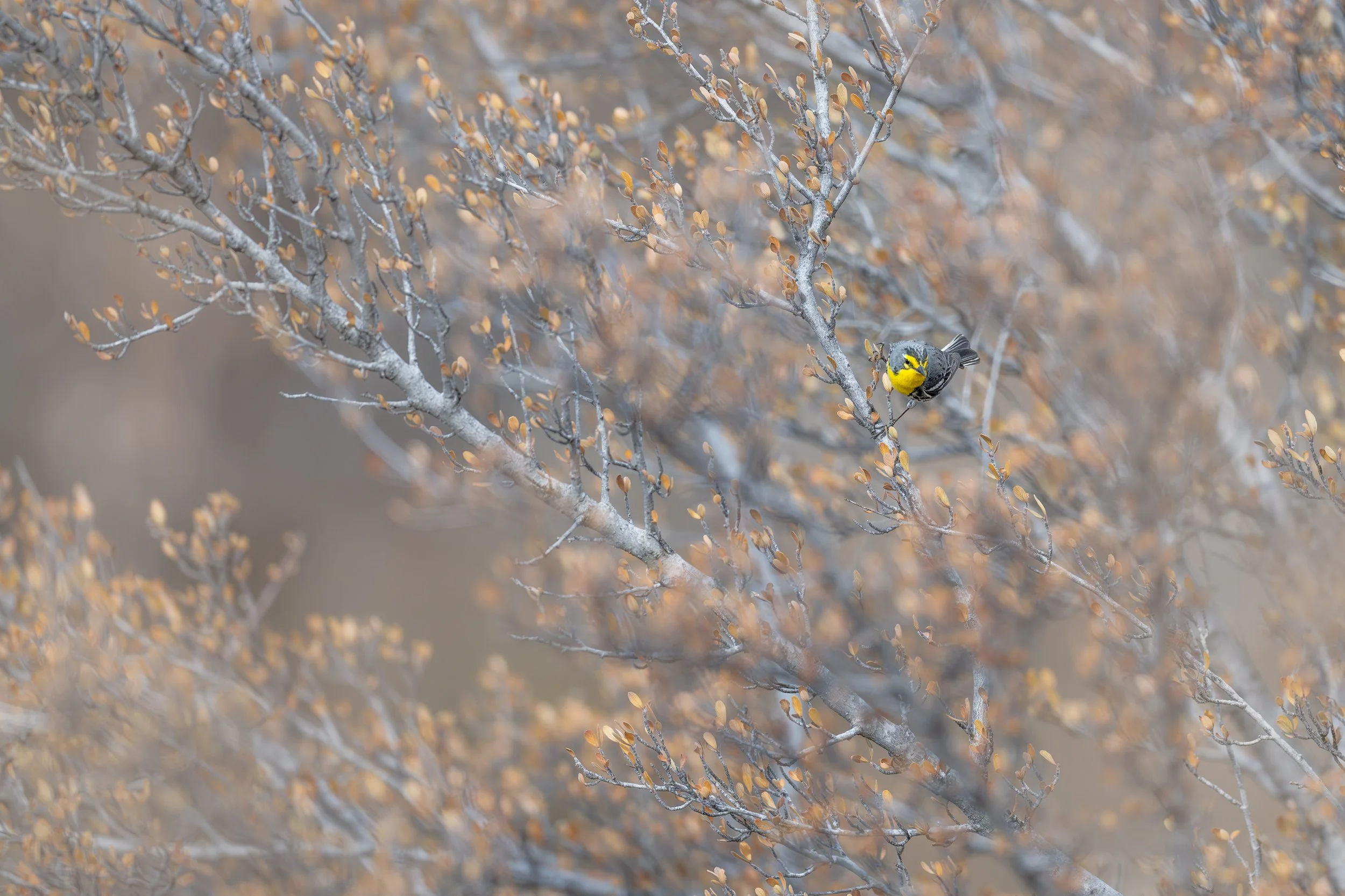 graces_warbler_036_0013-Edit.jpg