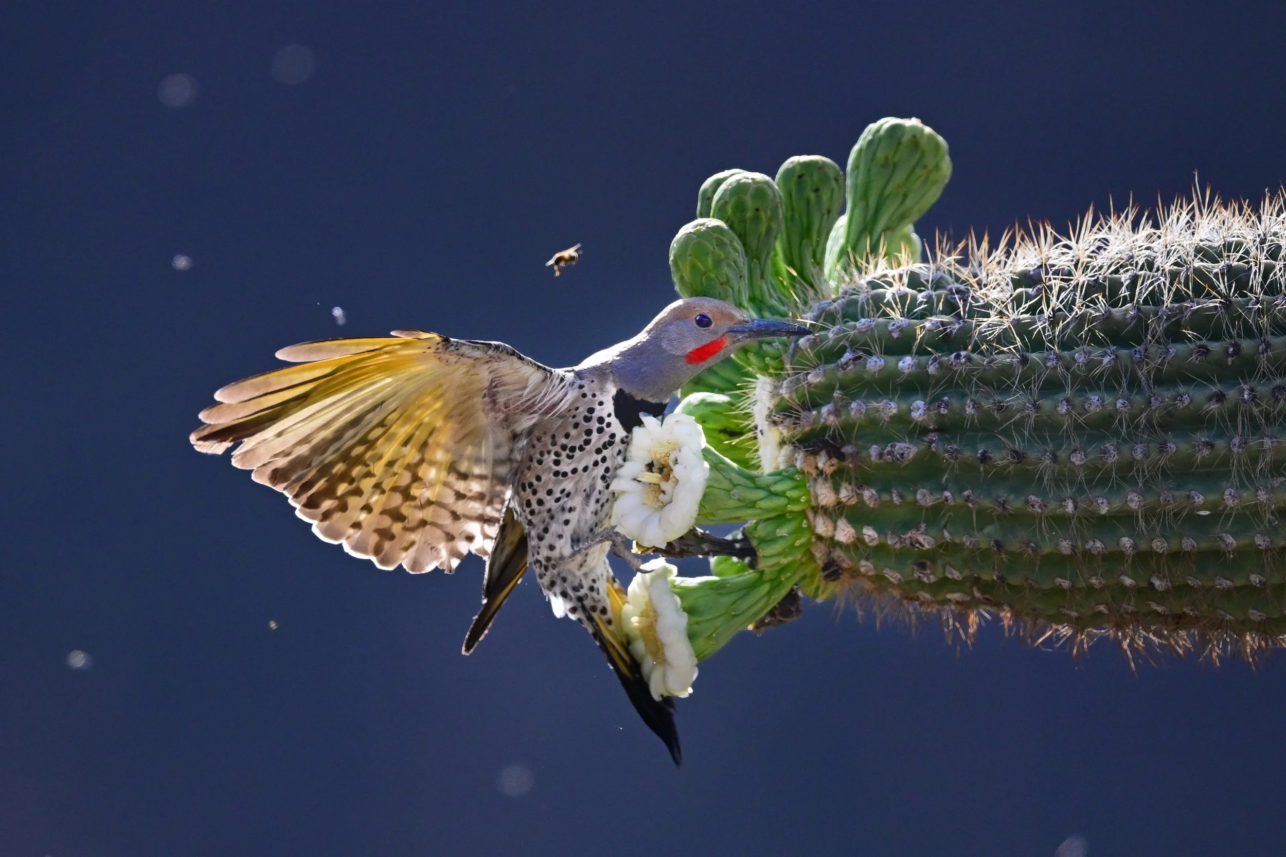 gilded_flicker_035_0176-Edit.jpg