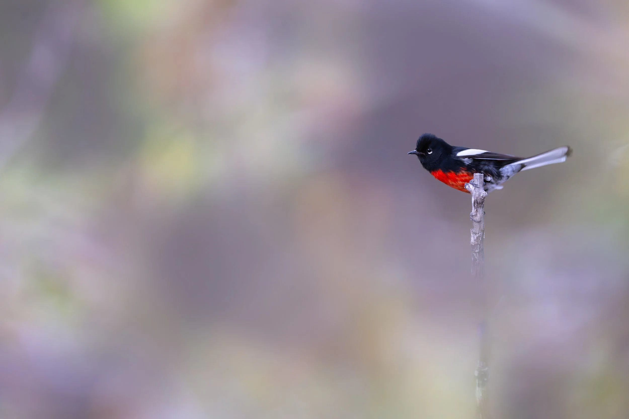 painted_redstart_035_9299-Edit.jpg