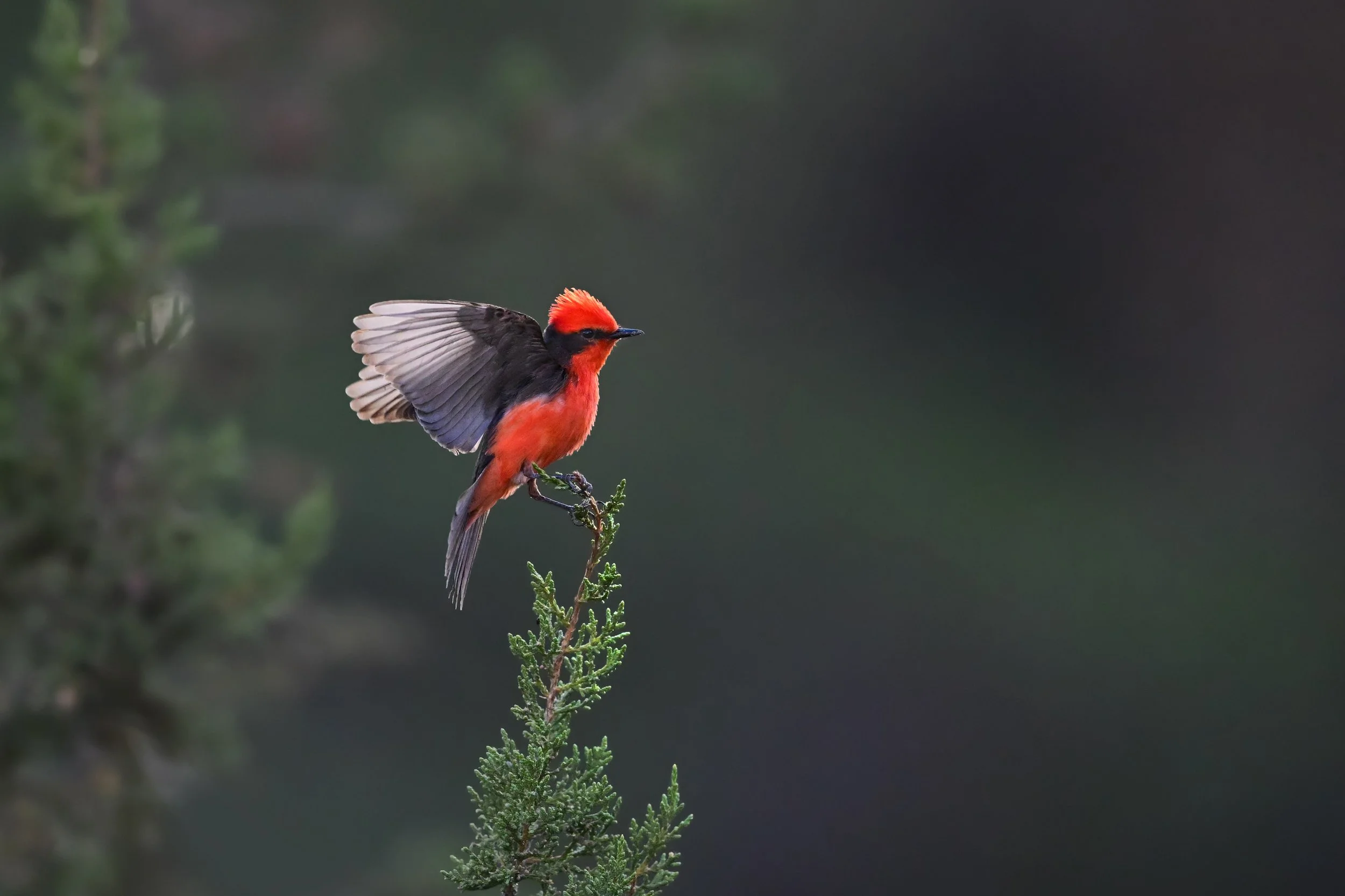 vermilion_flycatcher_035_4107-2-Edit.jpg