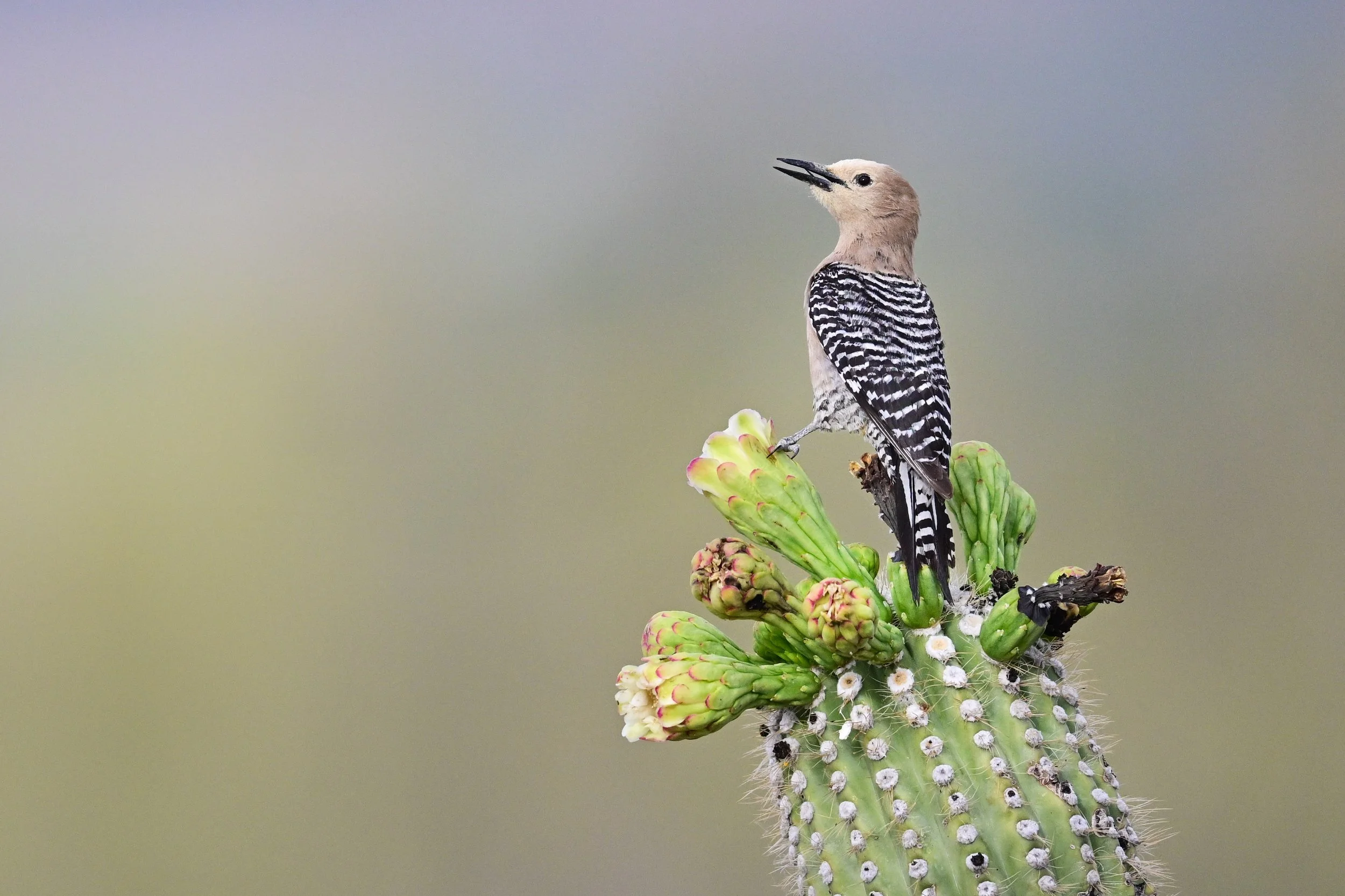 gila_woodpecker_035_9499-Edit.jpg