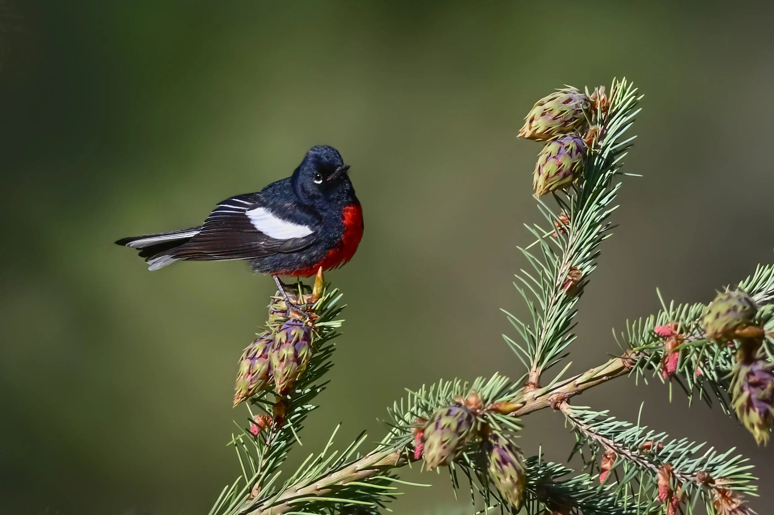 painted_redstart_035_7492b.jpg