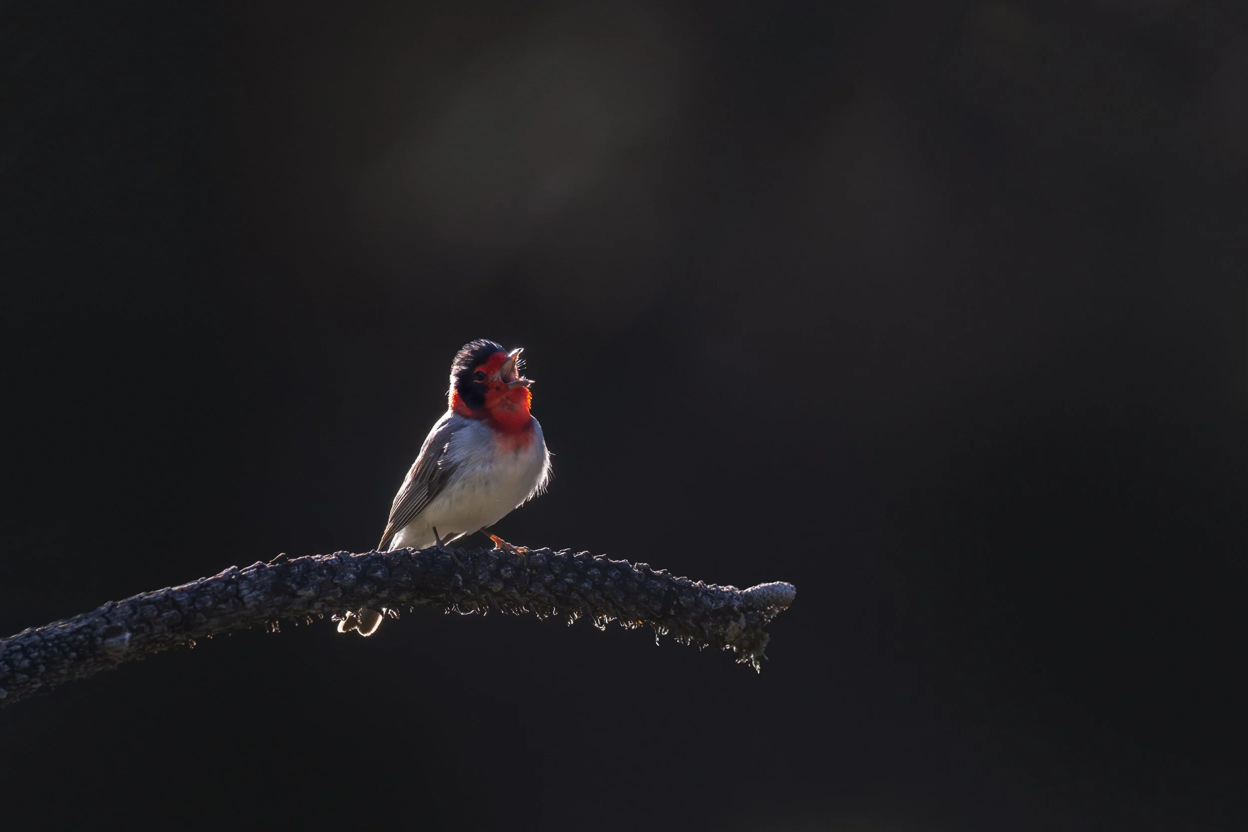 red-faced_warbler_036_1829-Edit.jpg