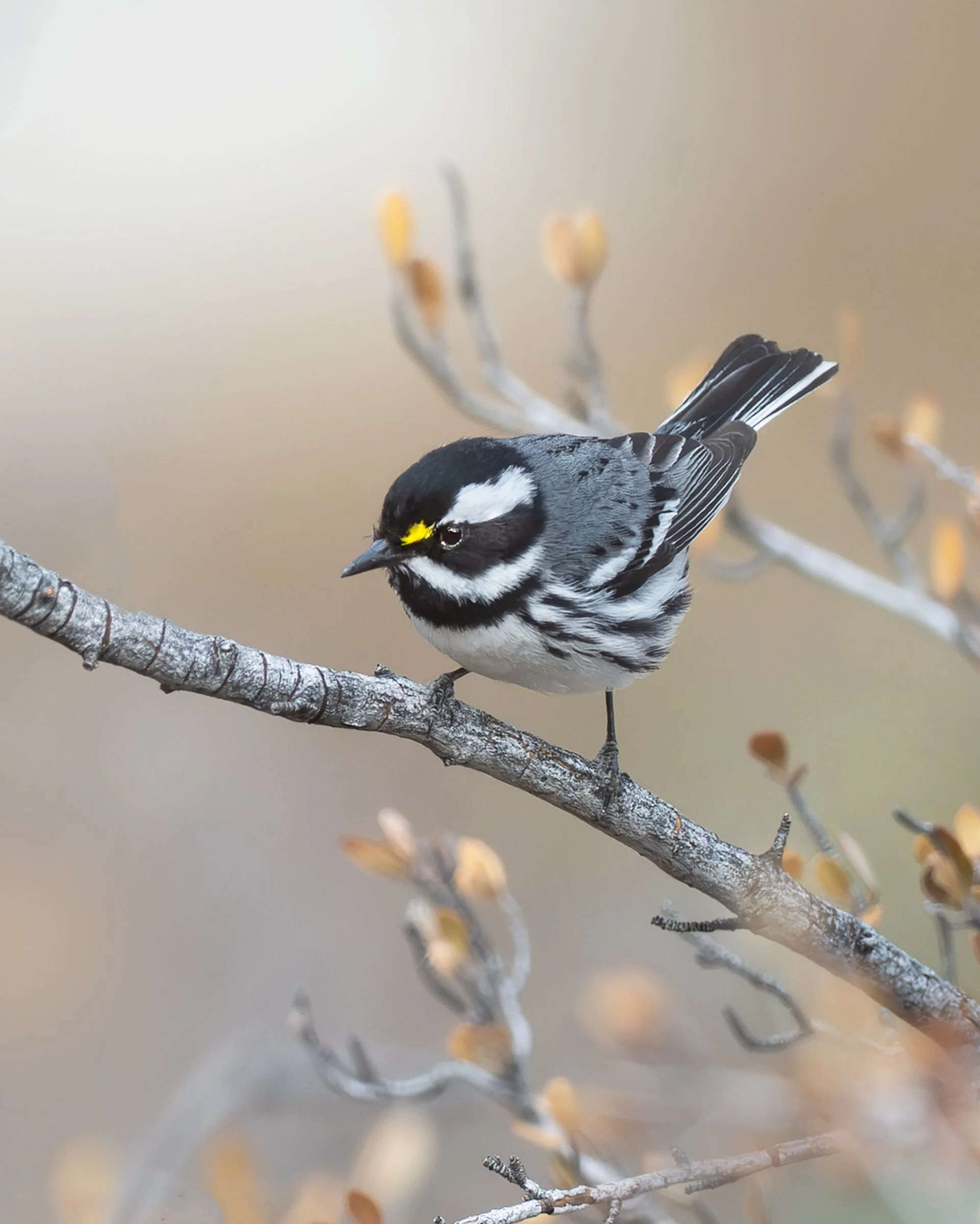 black-throated_gray_warbler_036_0181-Edit.jpg