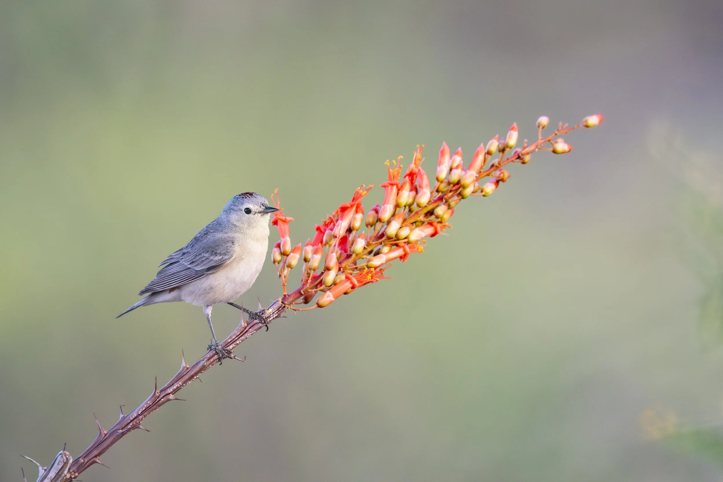 lucys_warbler_035_4302-Edit.jpg