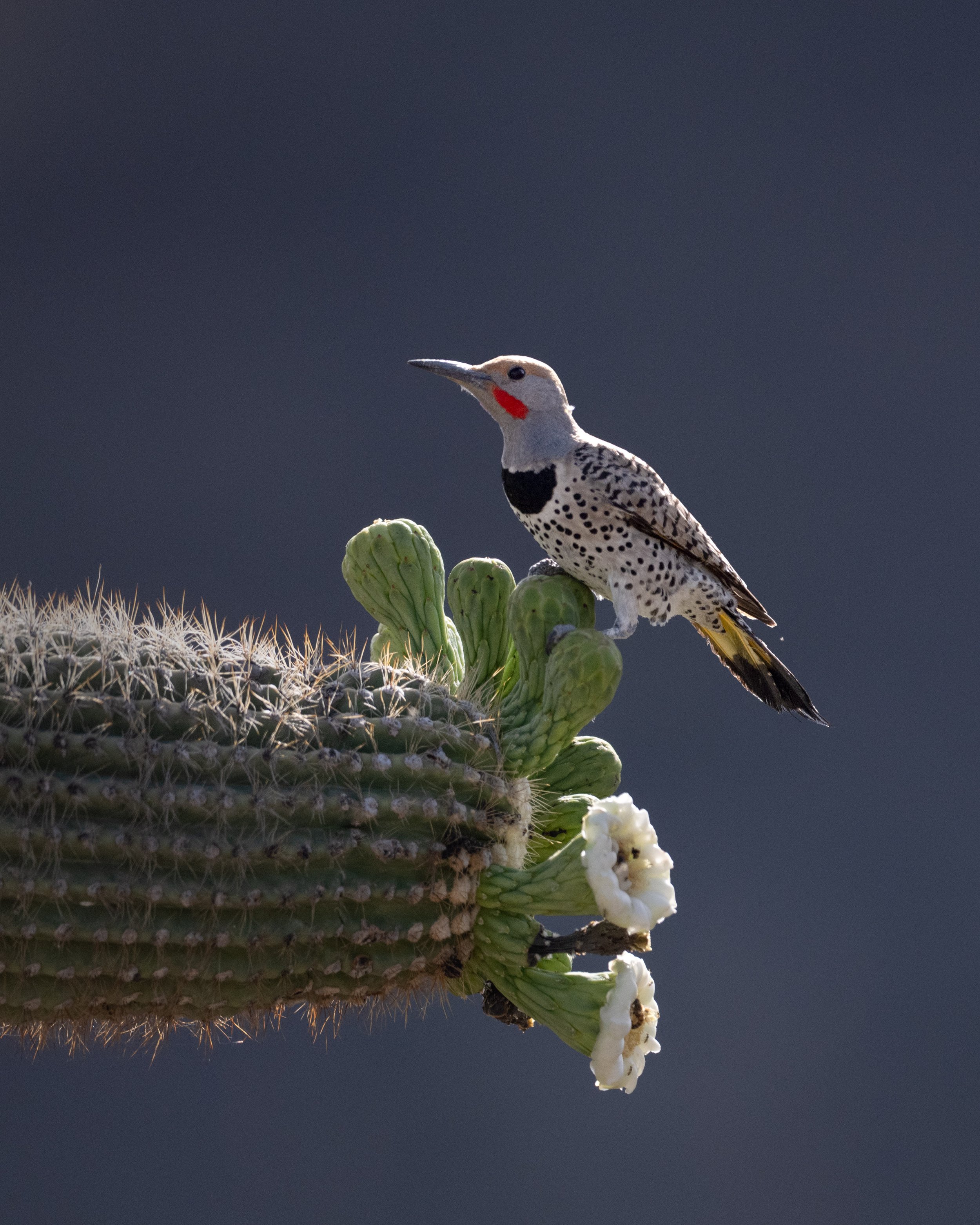 gilded_flicker_035_0070-Edit.jpg