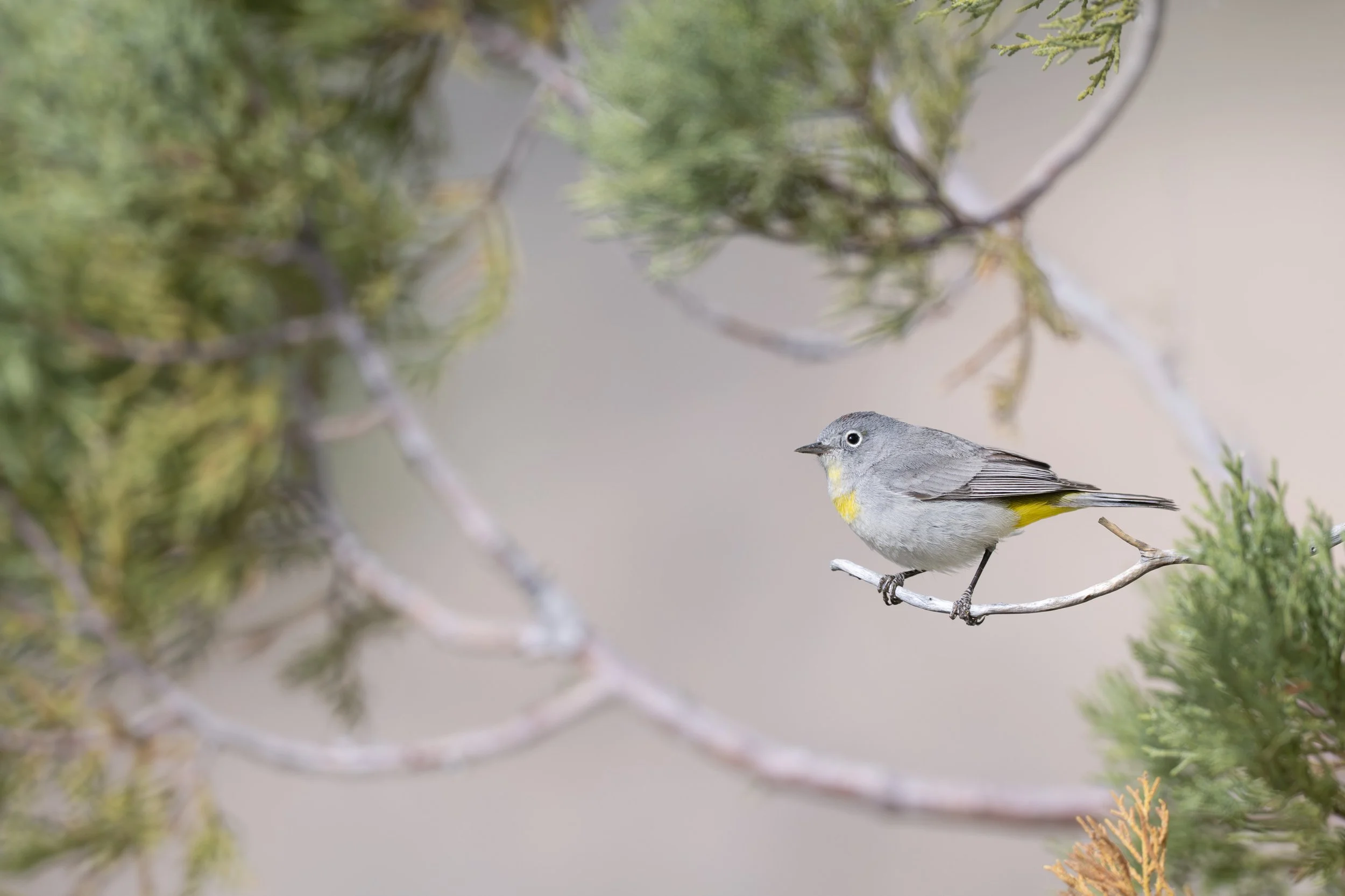 virginias_warbler_036_0431-Edit.jpg