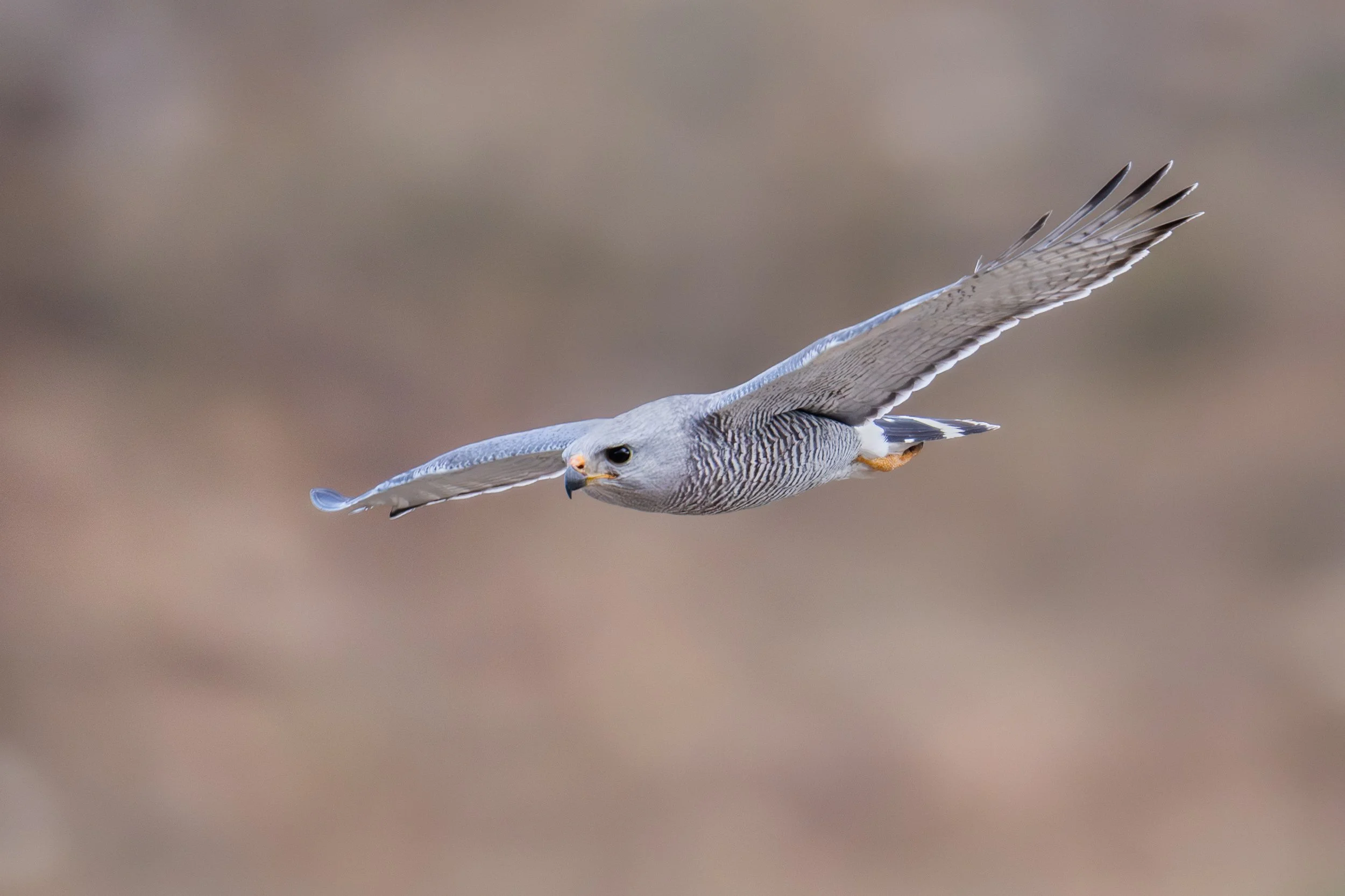 gray_hawk_035_2811-Edit.jpg