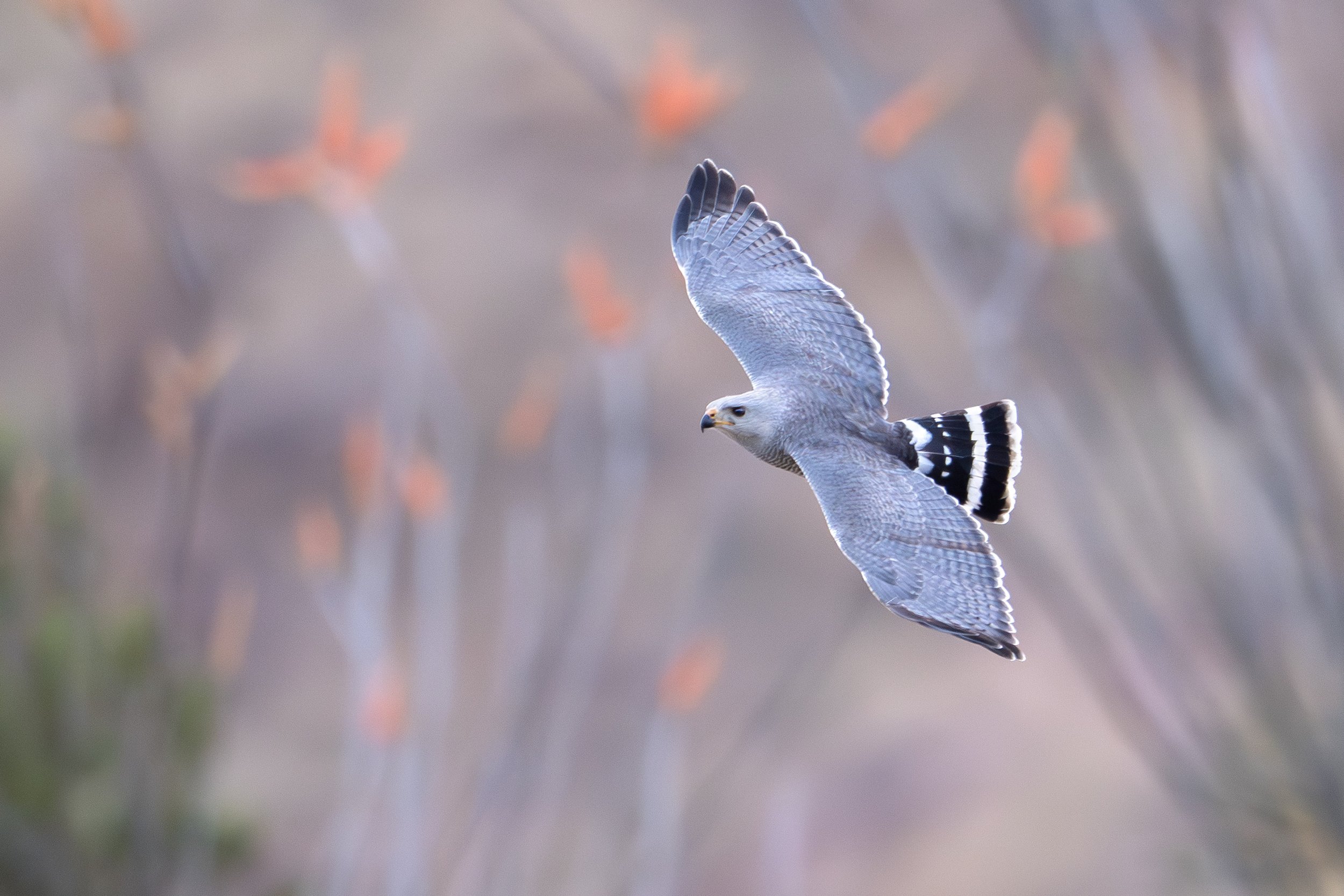 gray_hawk_035_2667-Edit.jpg