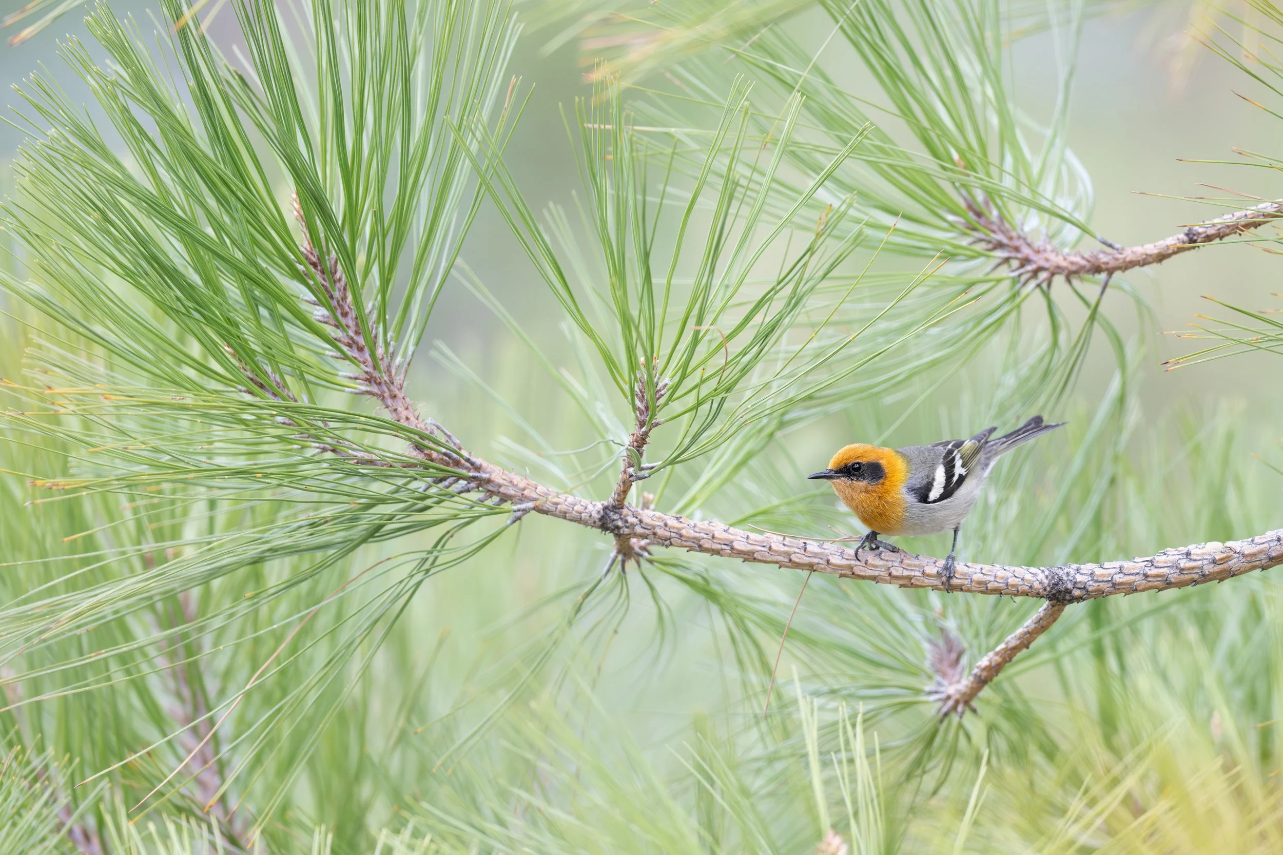 olive_warbler_035_4929-2-Edit.jpg
