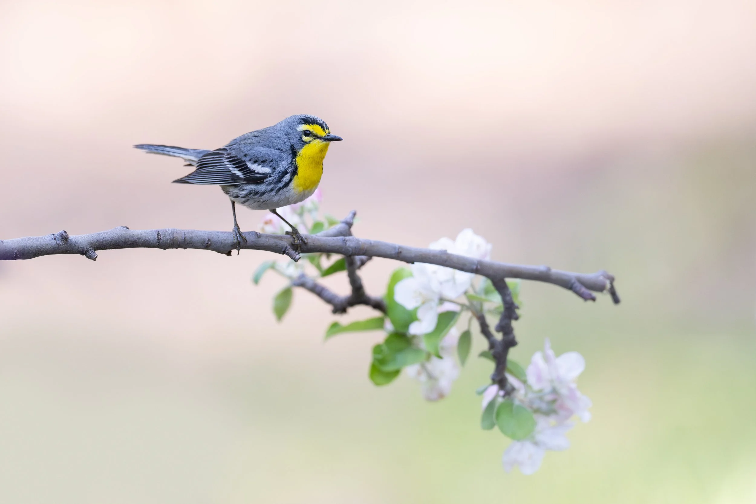 graces_warbler_035_5570-Edit.jpg