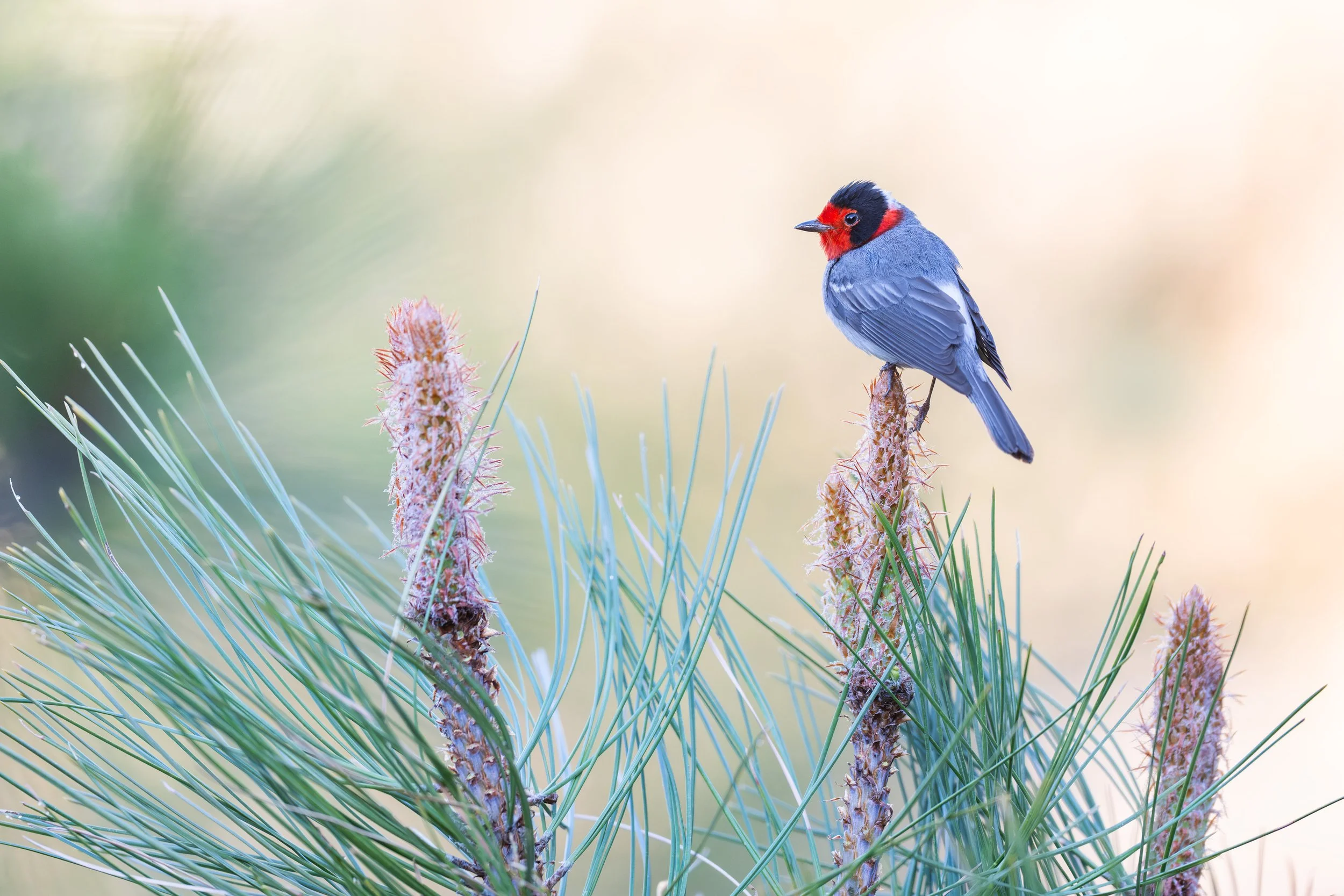 red-faced_warbler_035_6547-Edit.jpg