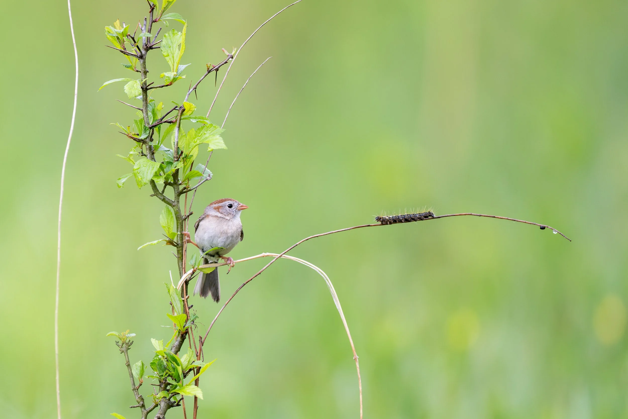 field_sparrow_038_2870-Edit.jpg