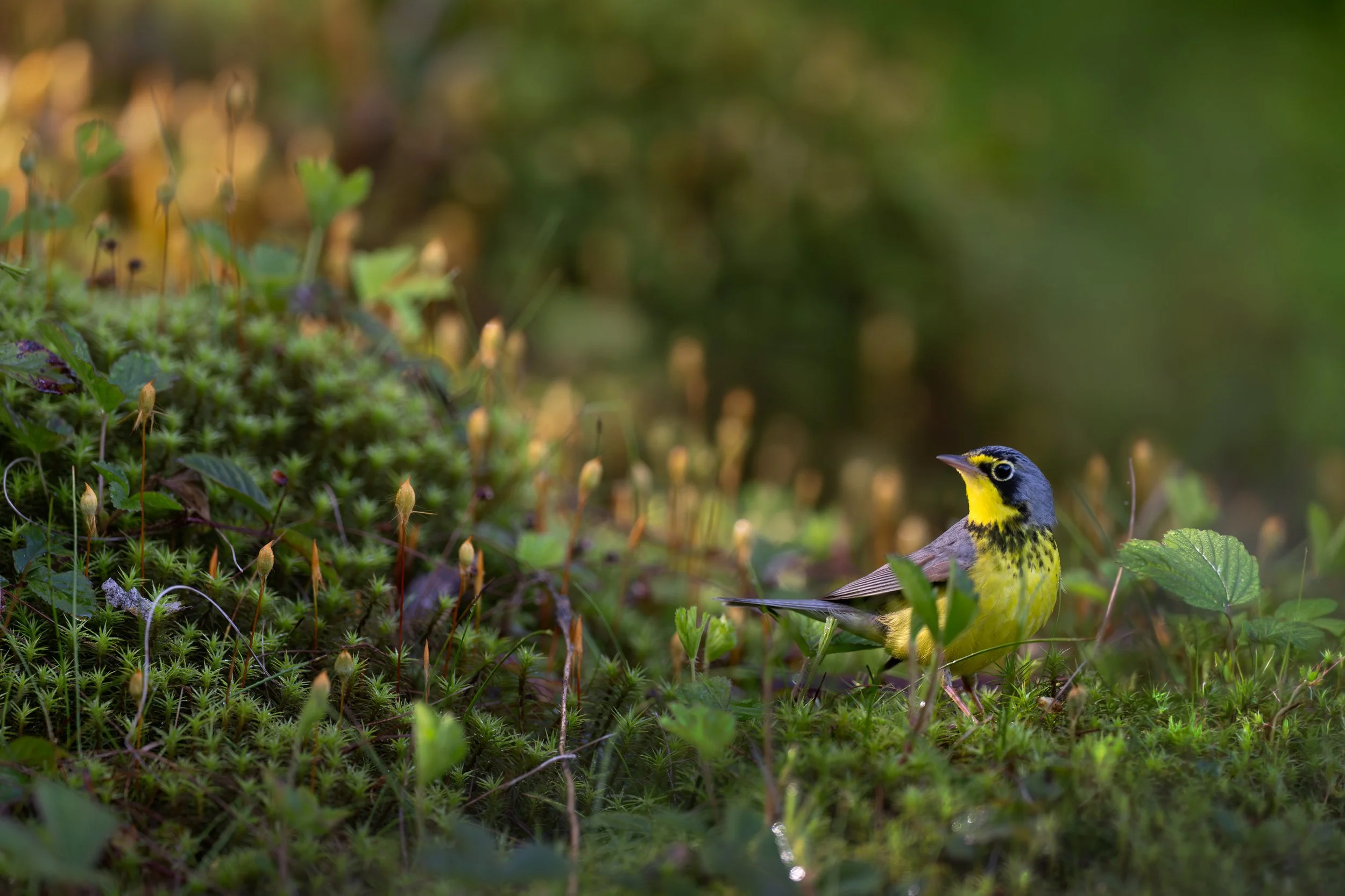 canada_warbler_038_8330b.jpg