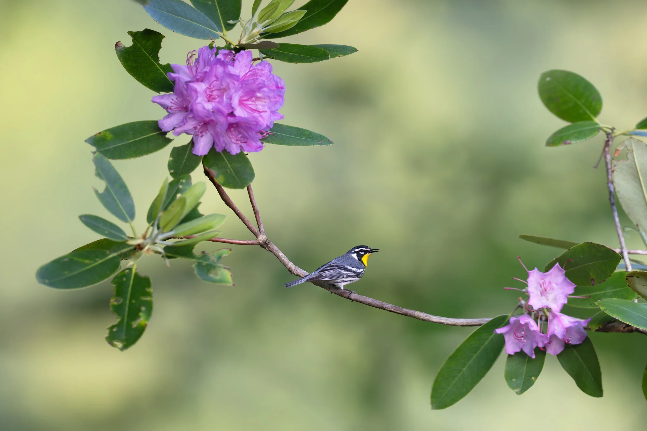 yellow-throated_warbler_038_9342-Edit.jpg