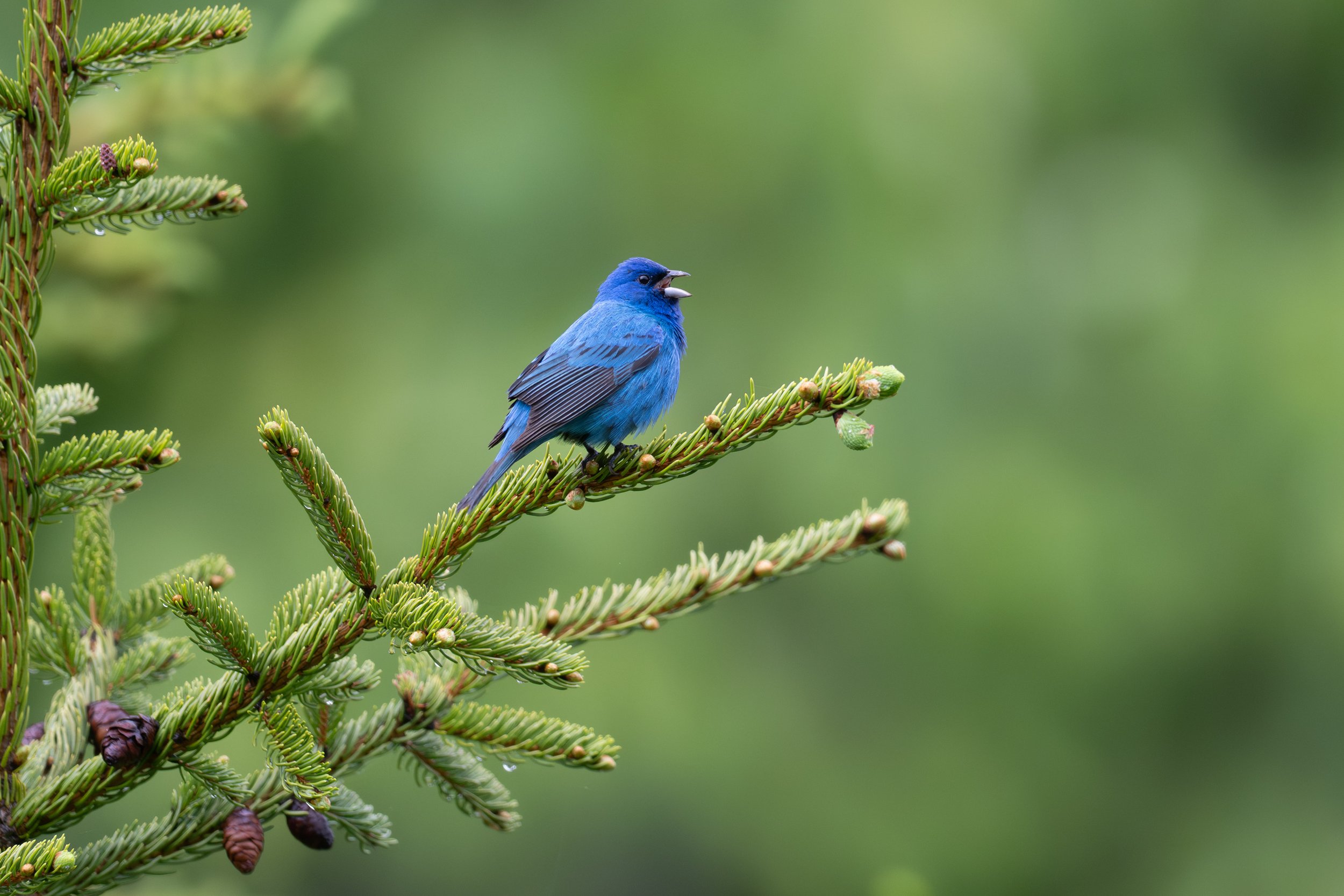indigo_bunting_038_2830-Edit.jpg