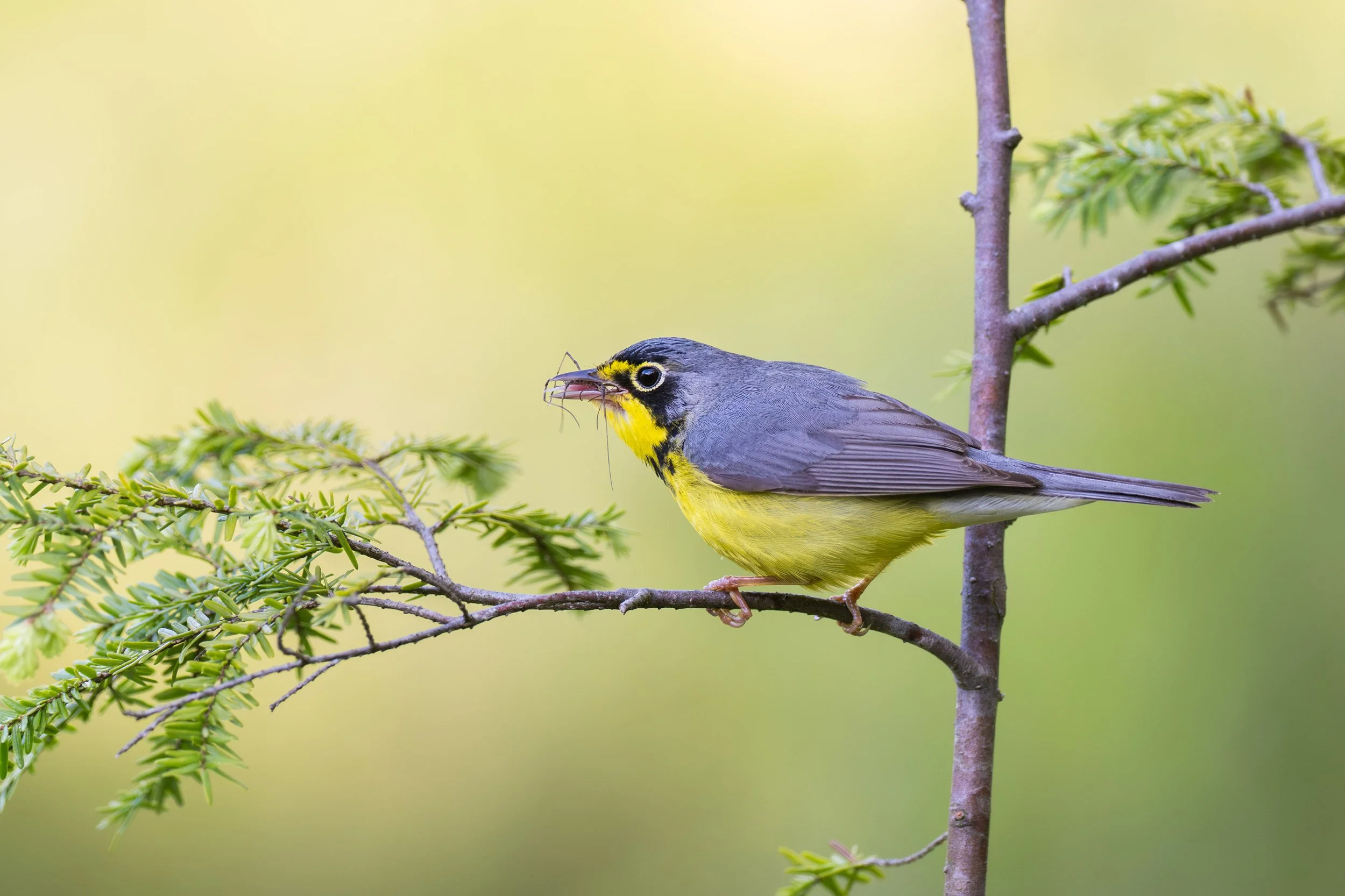 canada_warbler_038_8200-Edit.jpg
