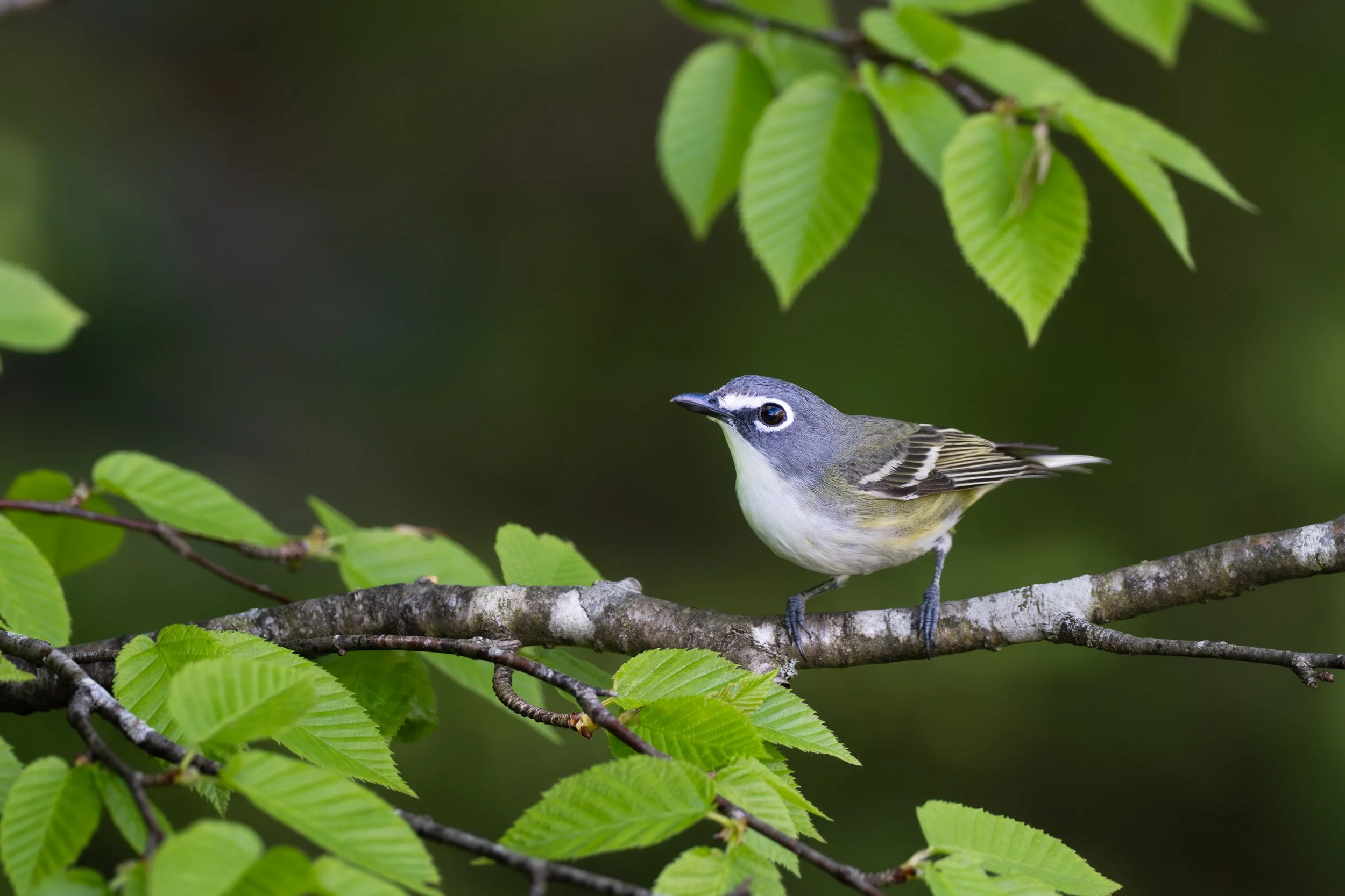 blue-headed_vireo_038_8414-Edit.jpg