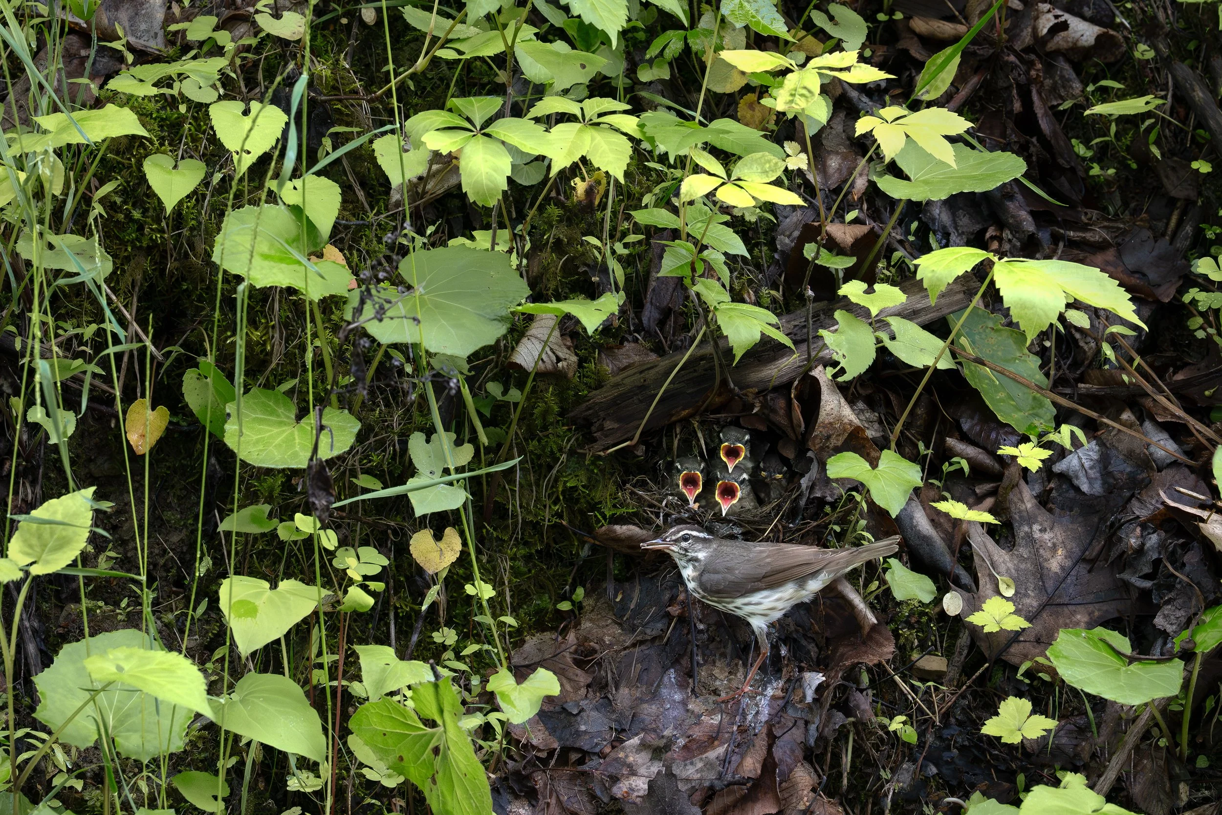 louisiana_waterthrush_038_9202c.jpg