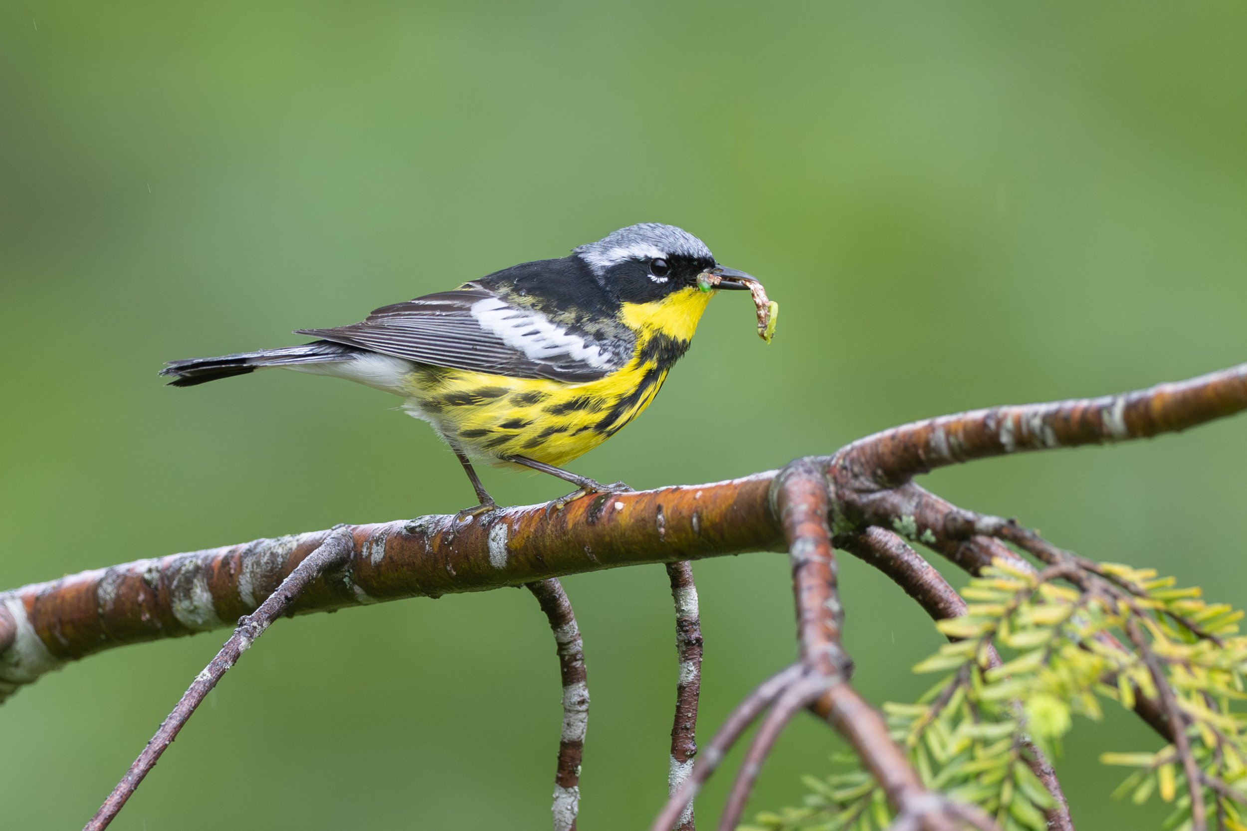 magnolia_warbler_038_4054-Edit.jpg