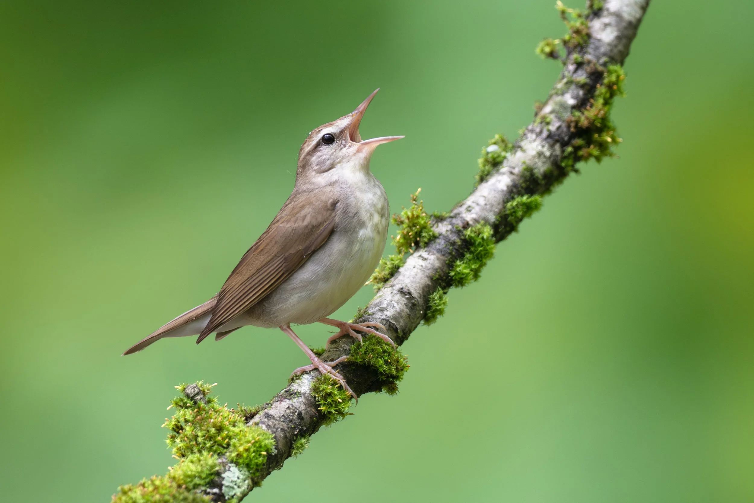 swainson's_warbler_038_2312-Edit.jpg