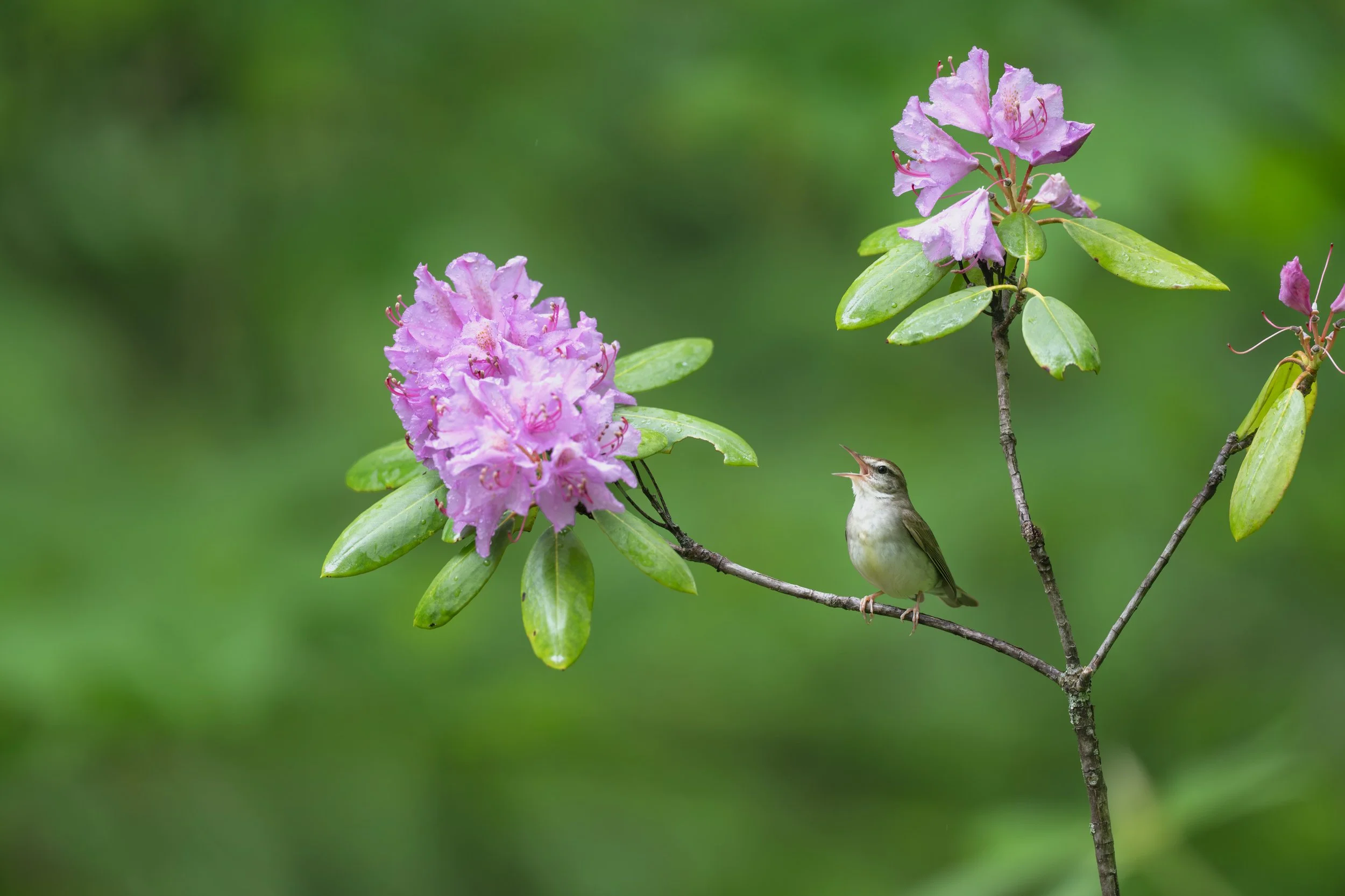 swainsons_warbler_038_2275-Edit.jpg