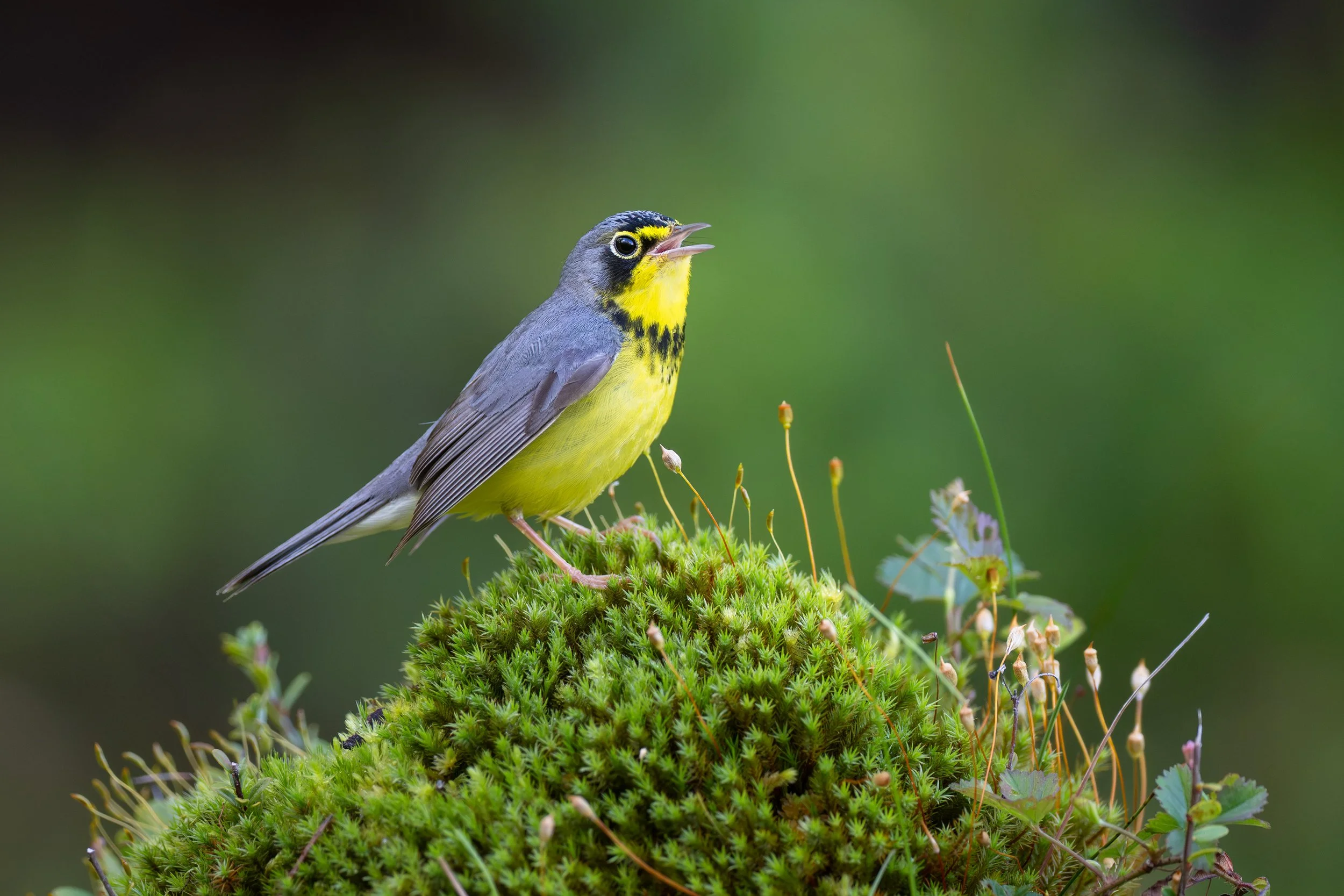 canada_warbler_038_8366-Edit.jpg