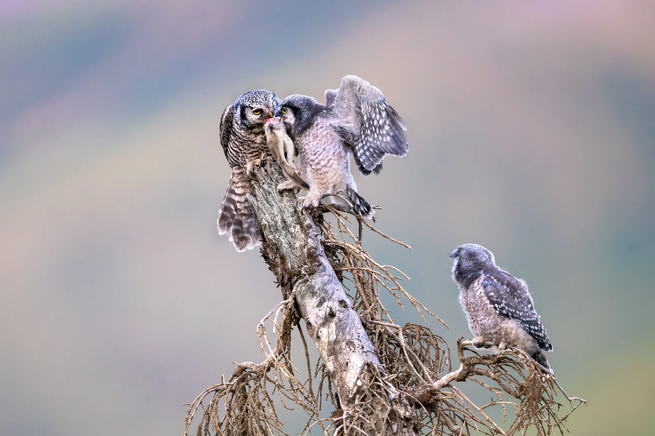 northern_hawk_owl_039_1990c.jpg