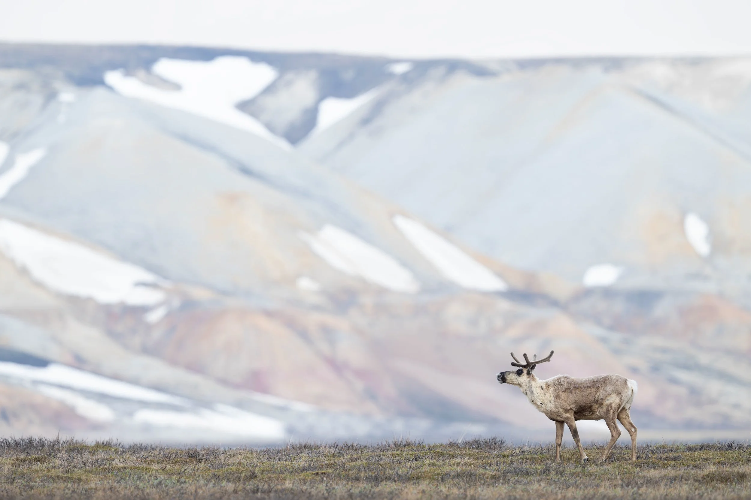55363255502_5b536d7924_4k.jpg