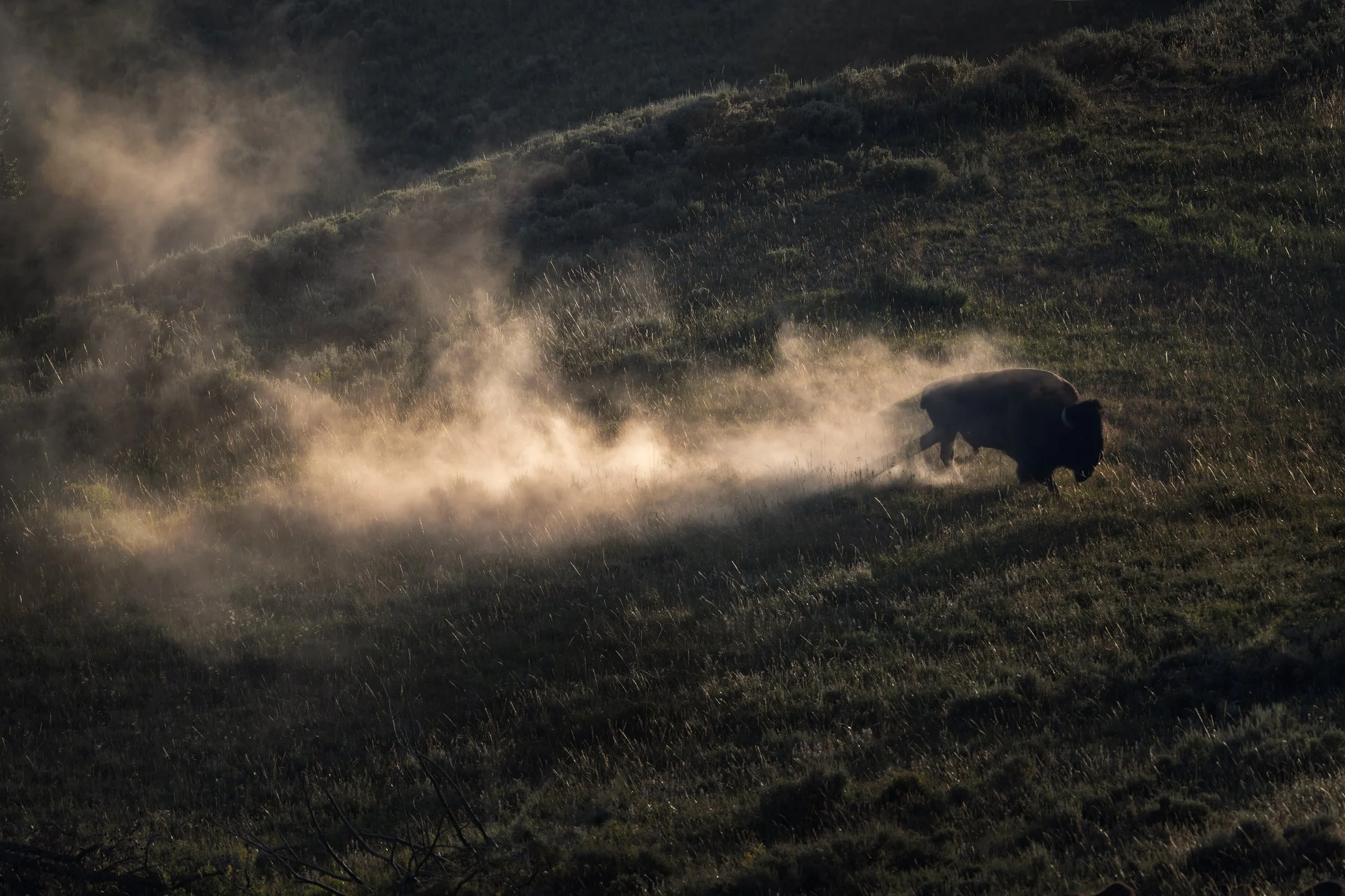 bison_042_0501d.jpg