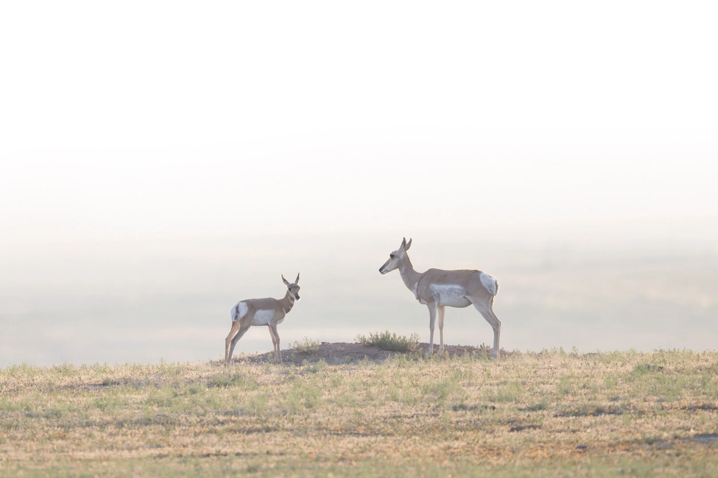 pronghorn_antalope_042_9583.jpg