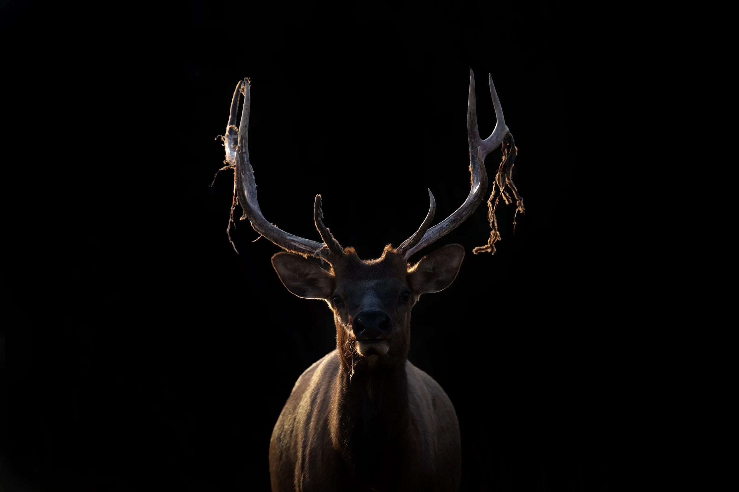elk_042_1825-Edit.jpg