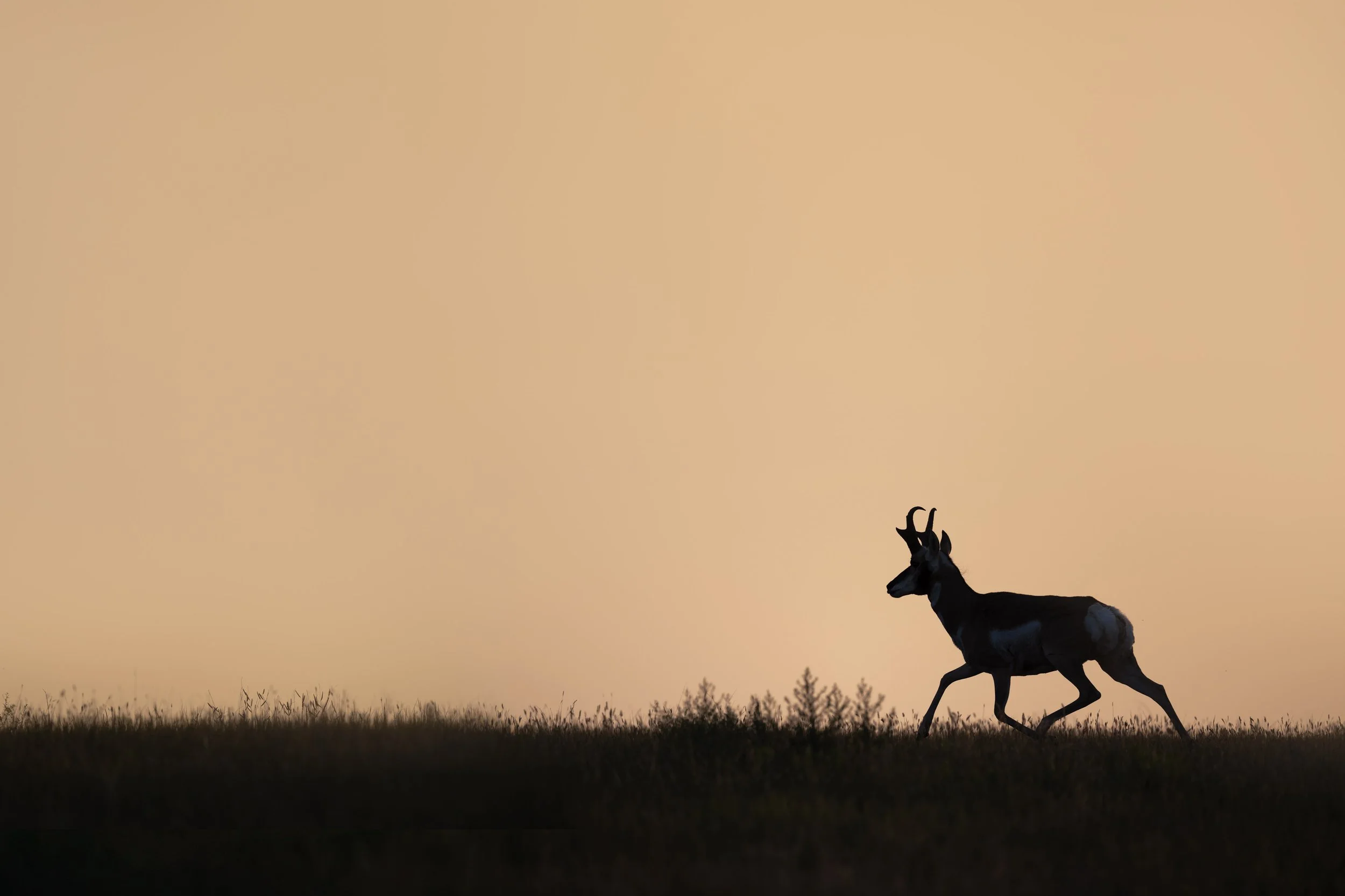 pronghorn_antalope_042_9496-Edit.jpg