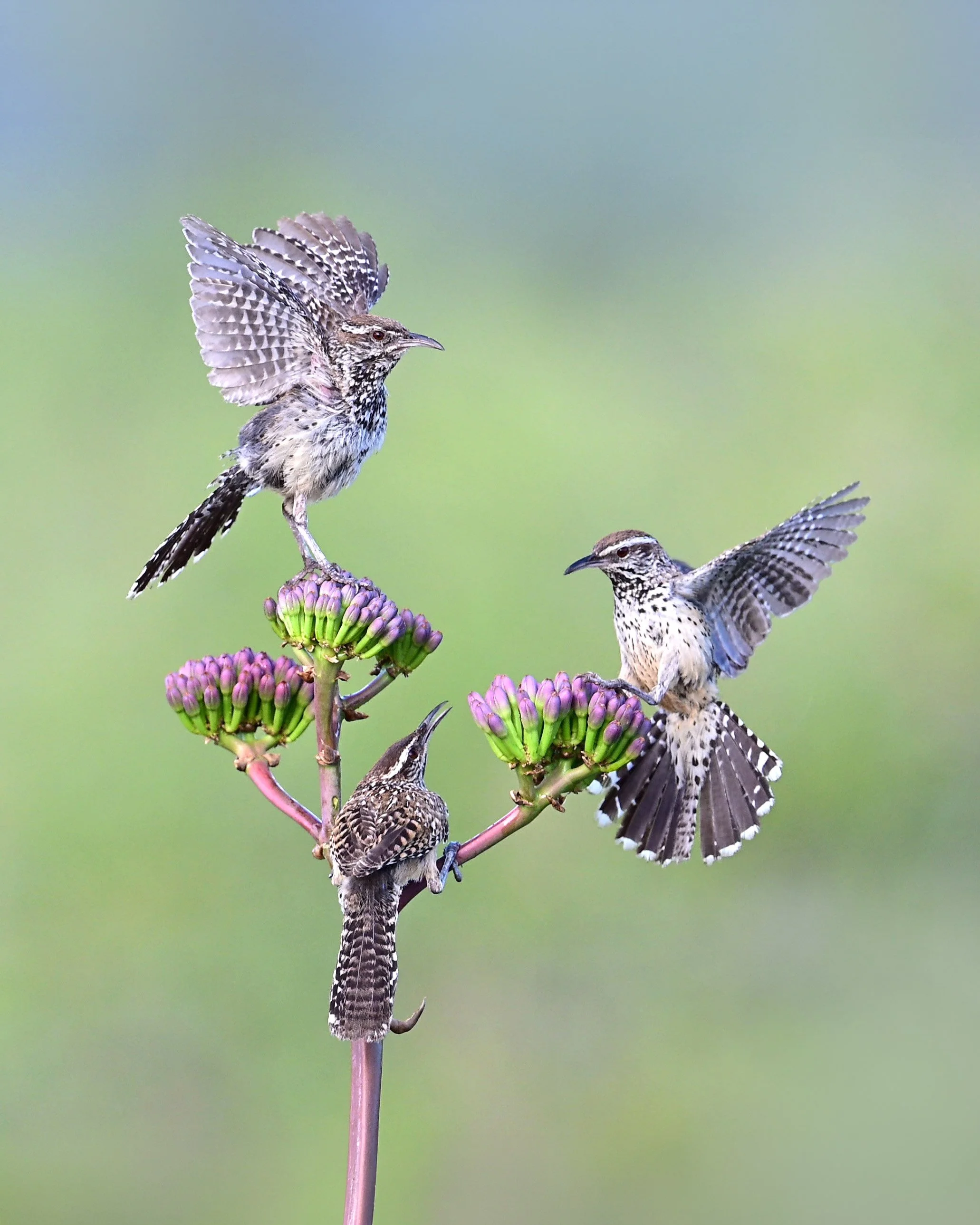 cactus_wren_still_oneA.jpg