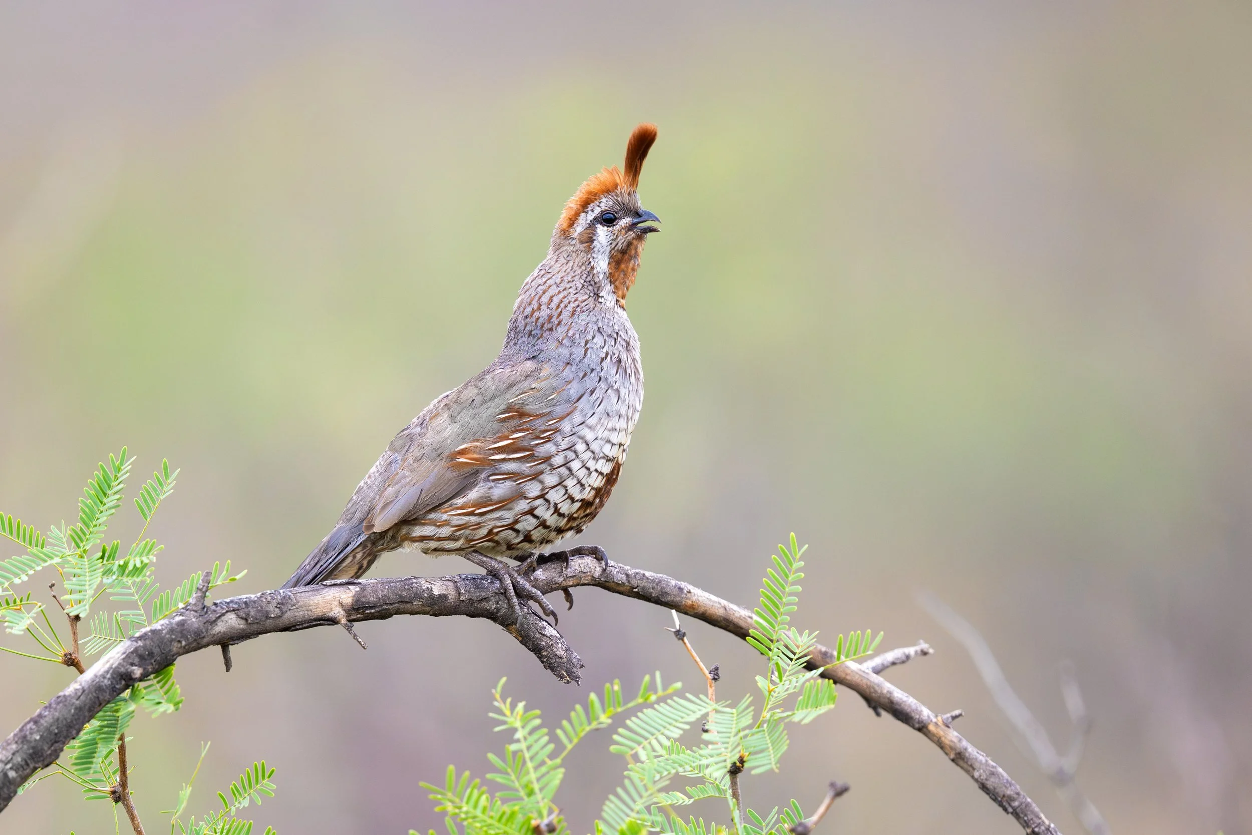 scrambled_quail_041_5166-Edit.jpg