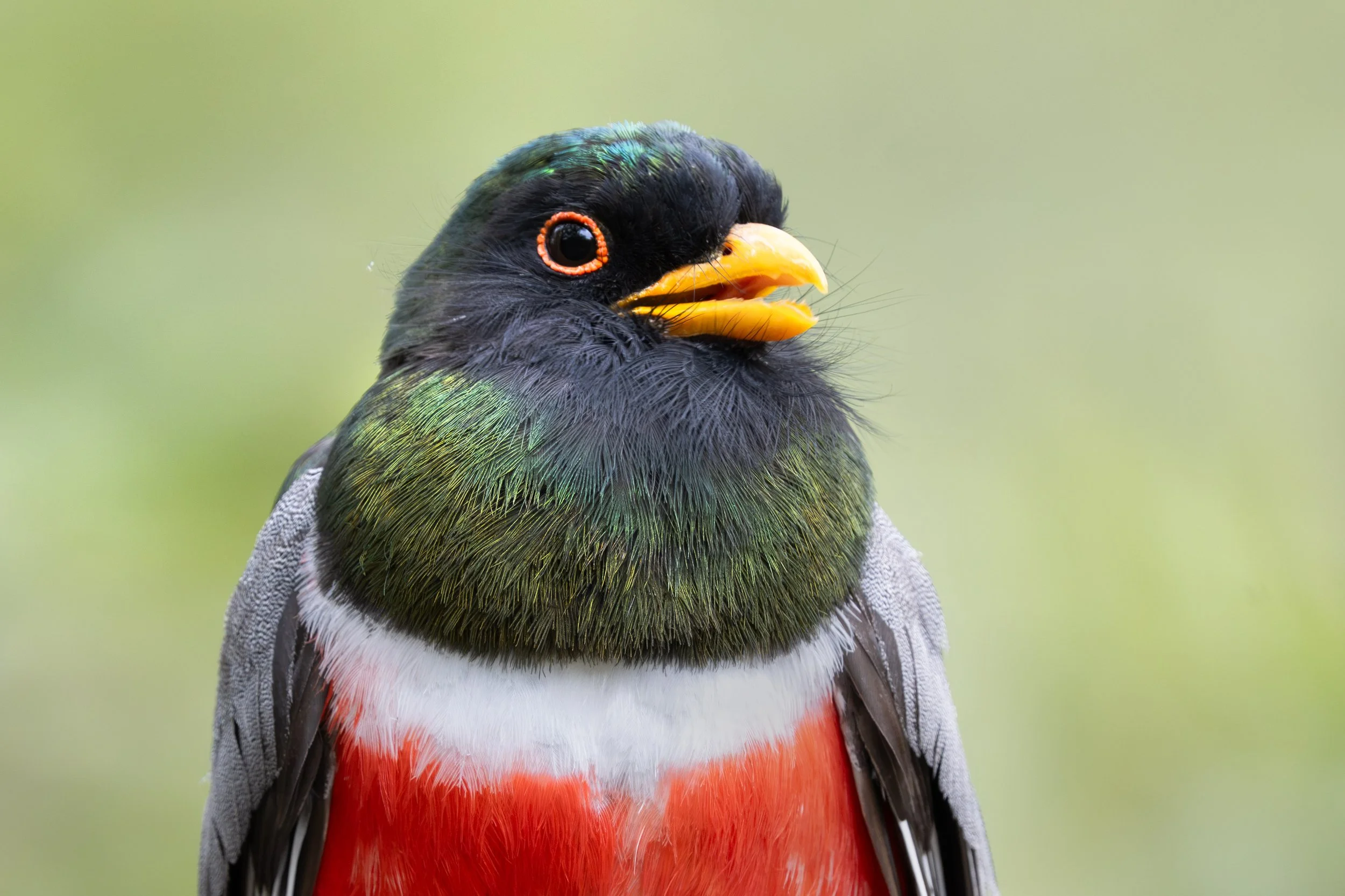 coppery-tailed_trogon_041_6983-Edit.jpg