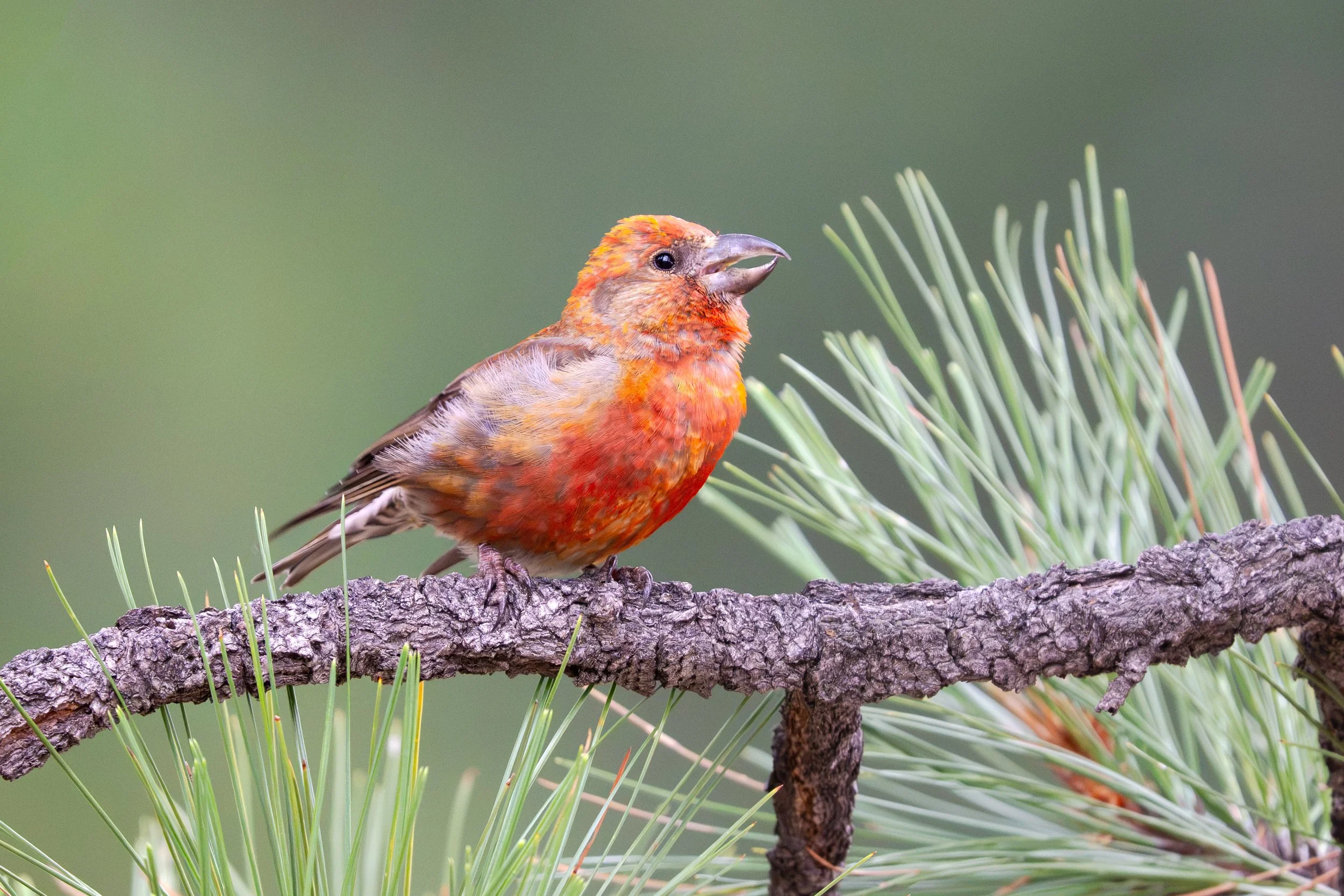 red_crossbill_041_6764-Edit.jpg