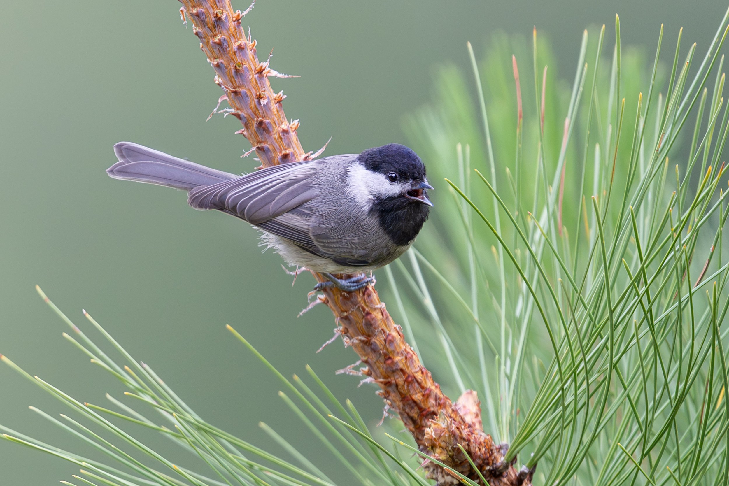 mexican_chickadee_041_5928-Edit.jpg