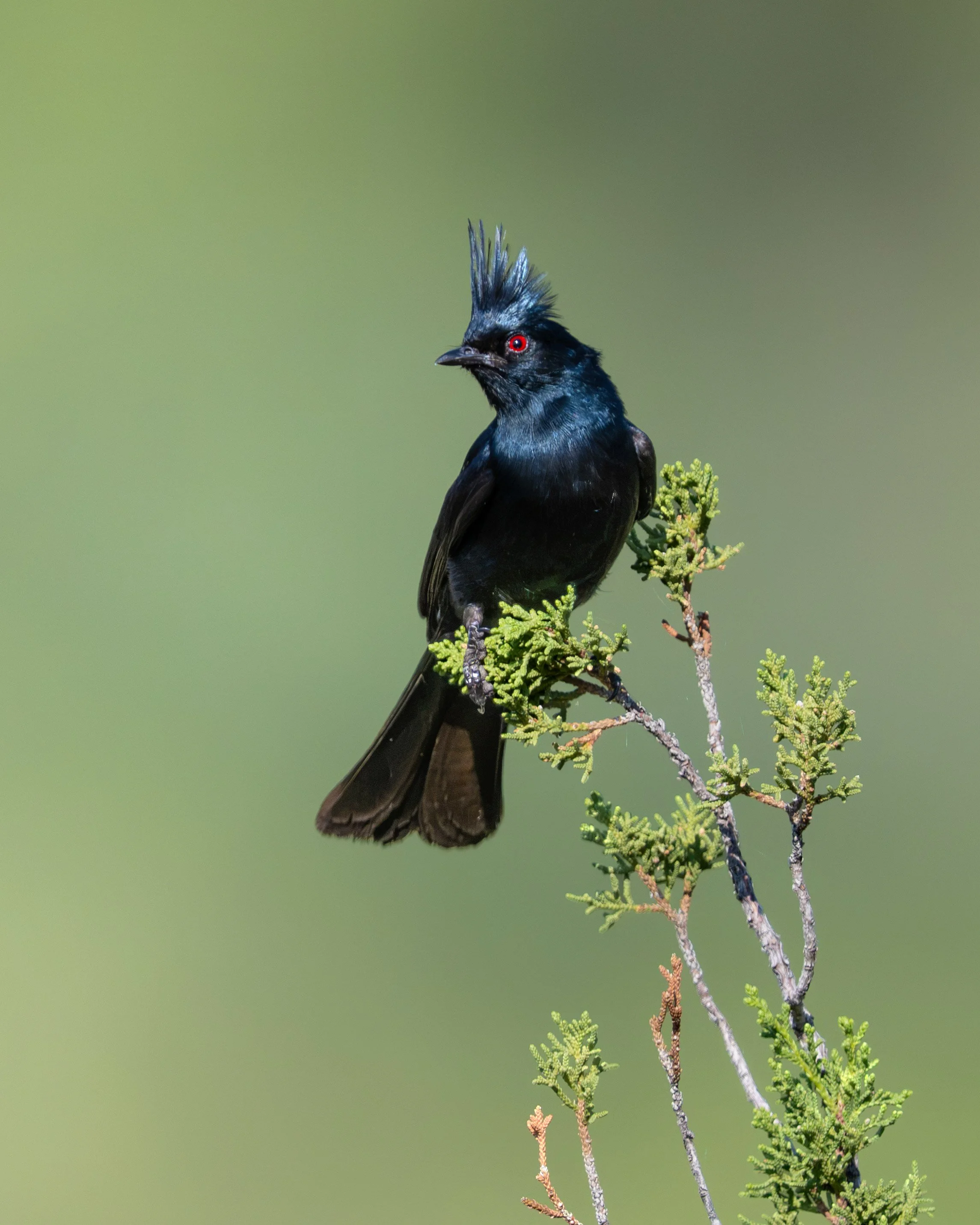 phainopepla_041_3503-Edit.jpg