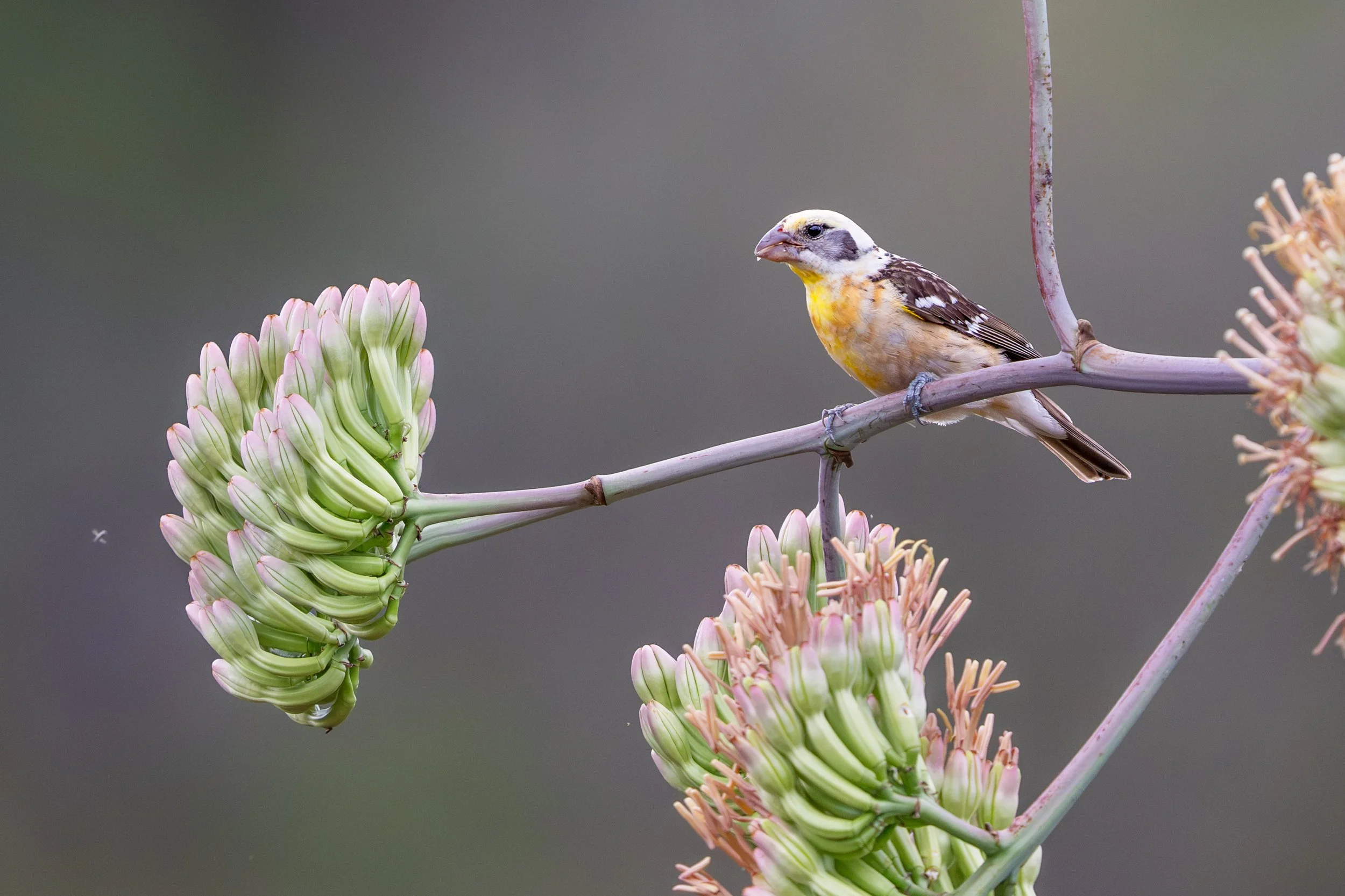 black-headed_grosbeak_041_7692-Edit.jpg