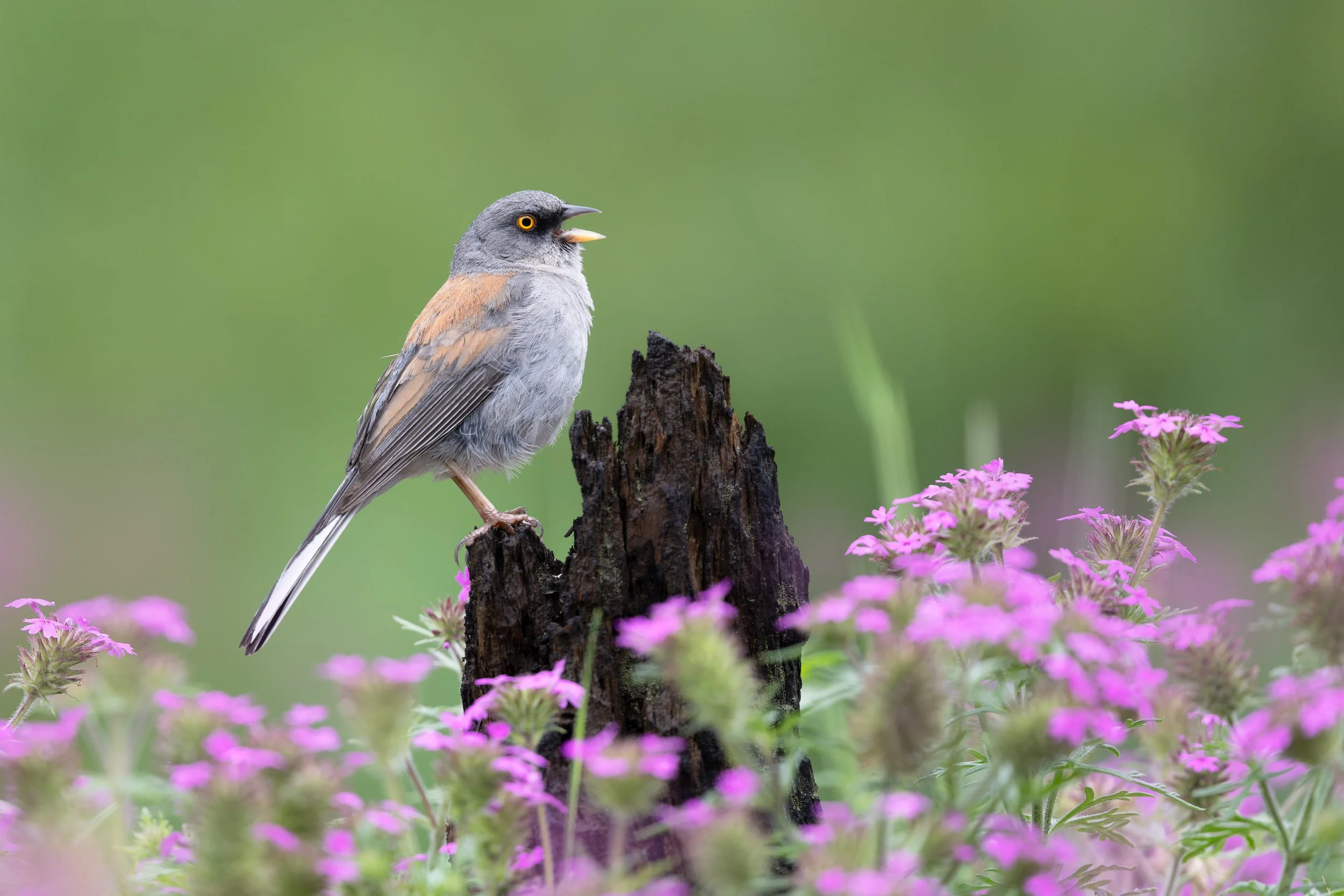 yellow-eyed_junco_041_6505-Edit.jpg