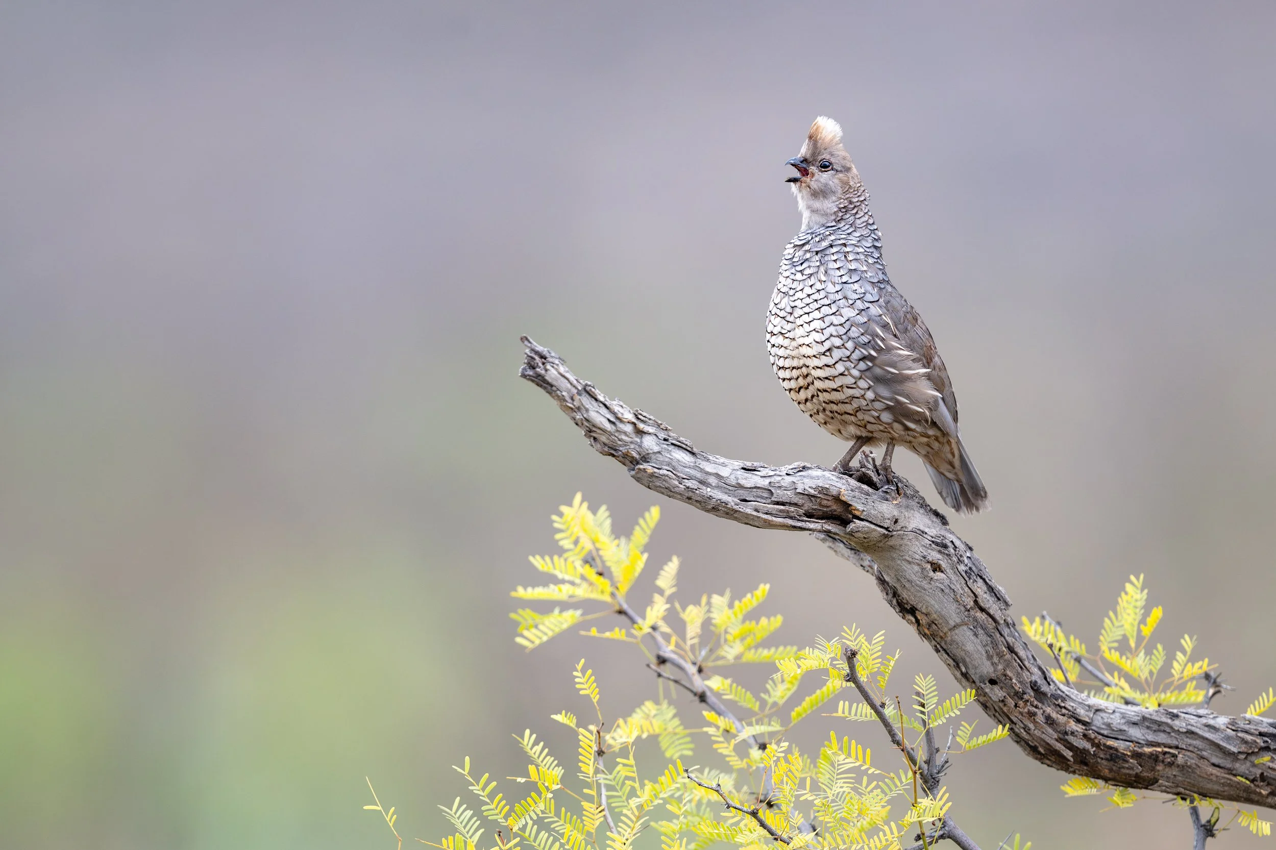 scaled_quail_041_5750-Edit.jpg