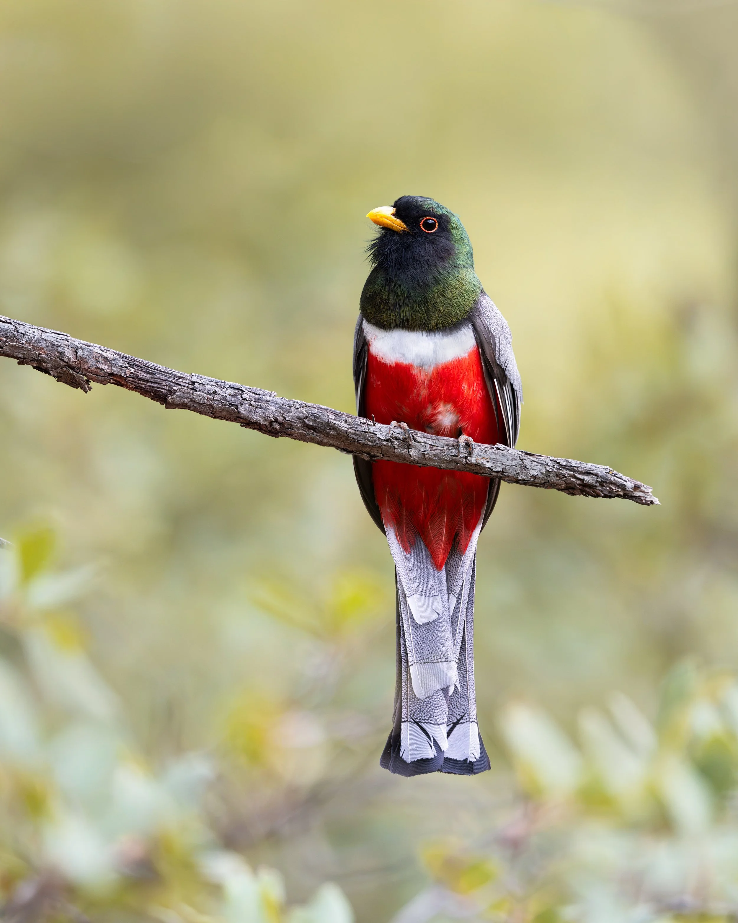 coppery-tailed_trogon_041_6823-Edit.jpg